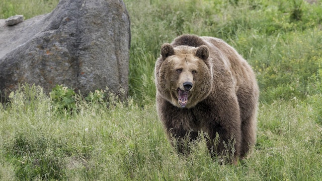 Grizzly In Confirmed In Wyoming Bighorn Mountains; Bear Killed For ...
