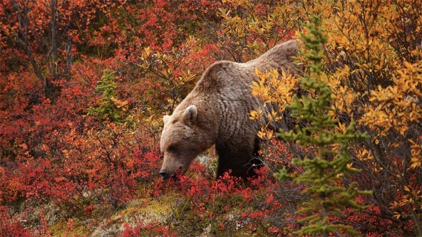 Grizzly in autumn 10 15 23