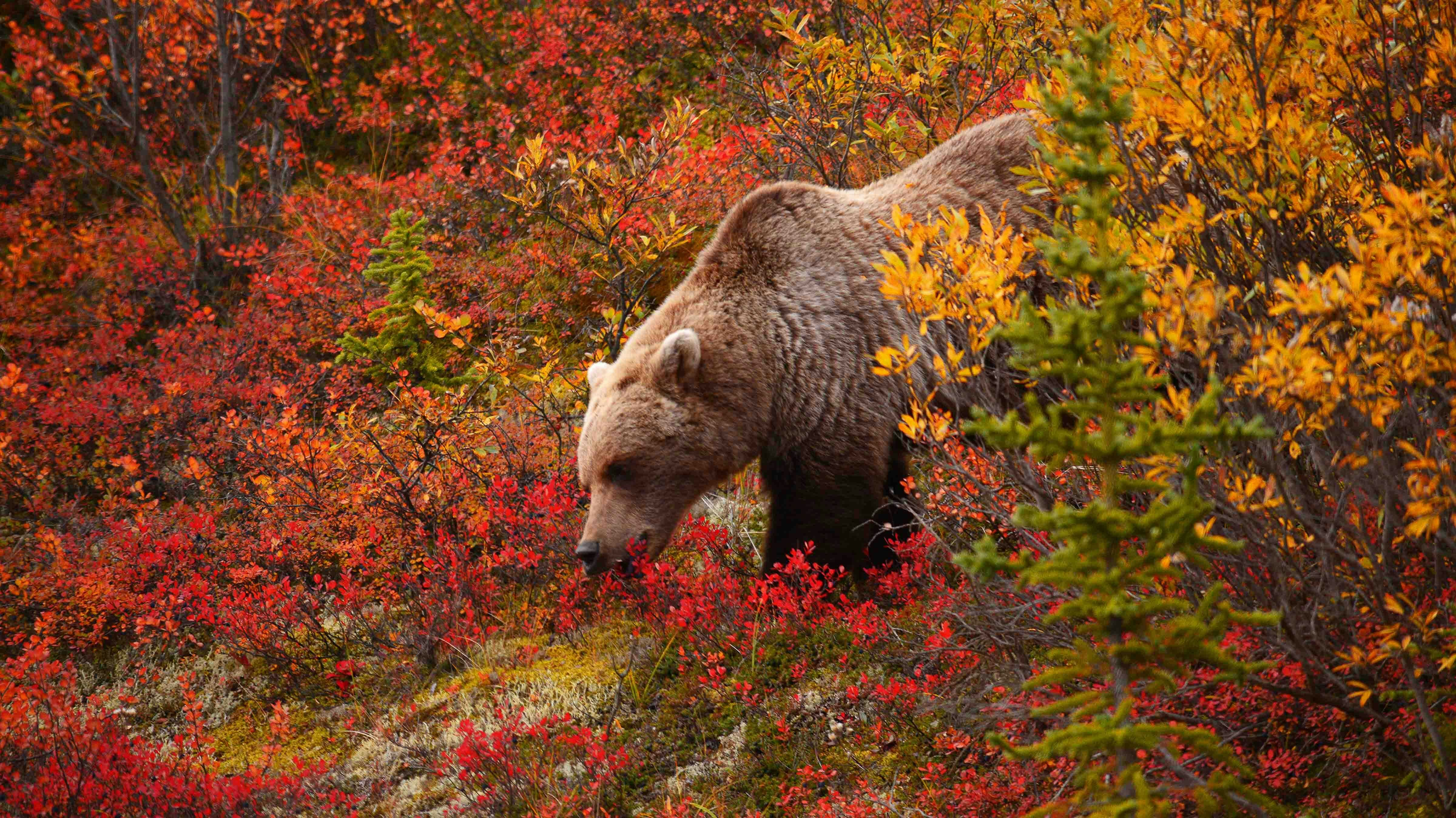 Grizzly in autumn 11 19 23