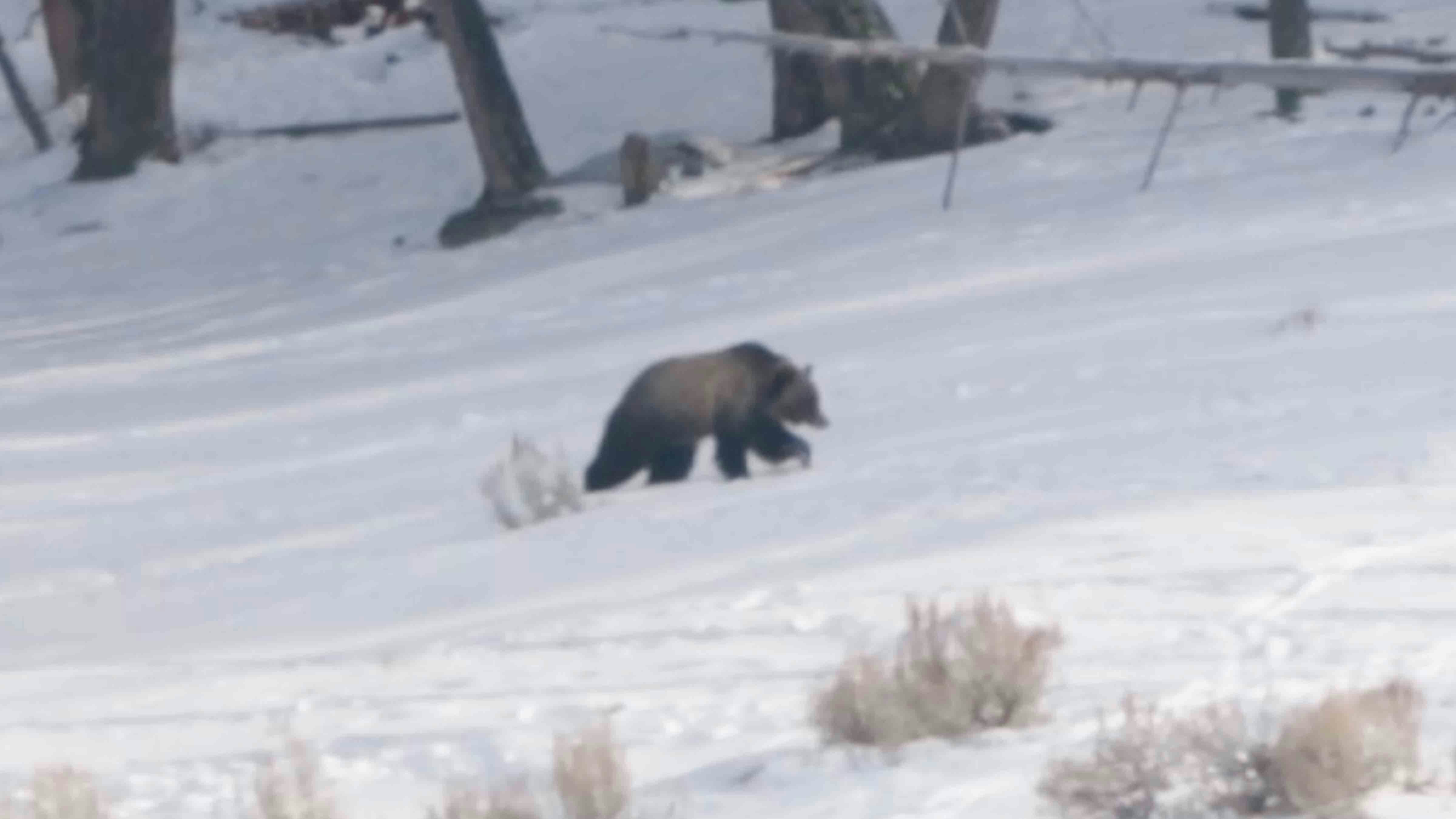 This grizzly was spotted wandering around Monday in the north end of Yellowstone National Park. Experts say it could be one of the earliest grizzly sightings ever in the park. Bears usually don't emerge until early March.