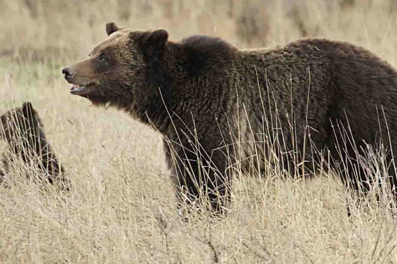 A sow grizzly and her cub pause while strolling through grassland in Wyoming.