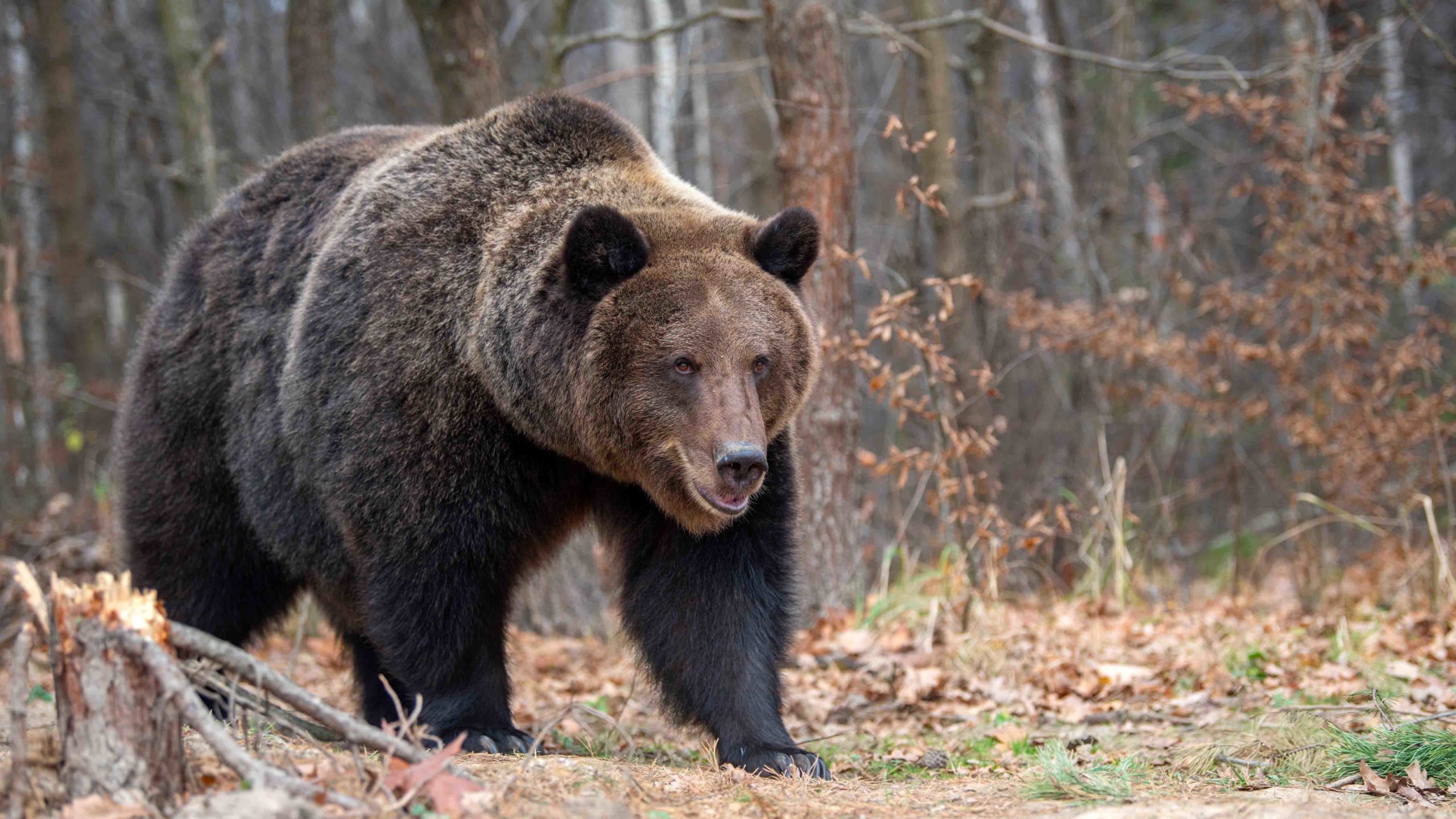 Bear for Dinner and How Not to Get Trichinosis - Wyoming Wildlife