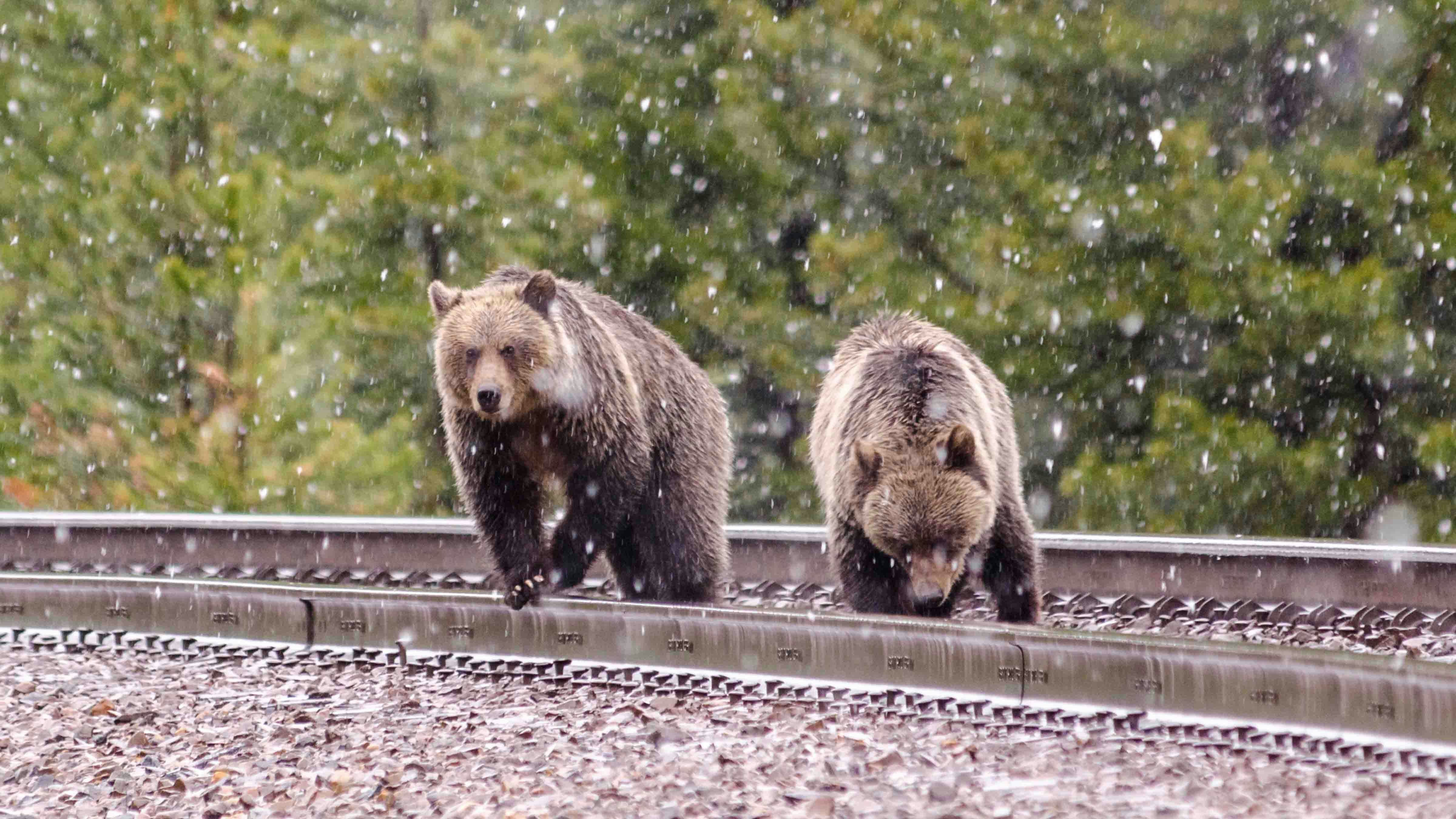 Grizzly on train track 11 23 23