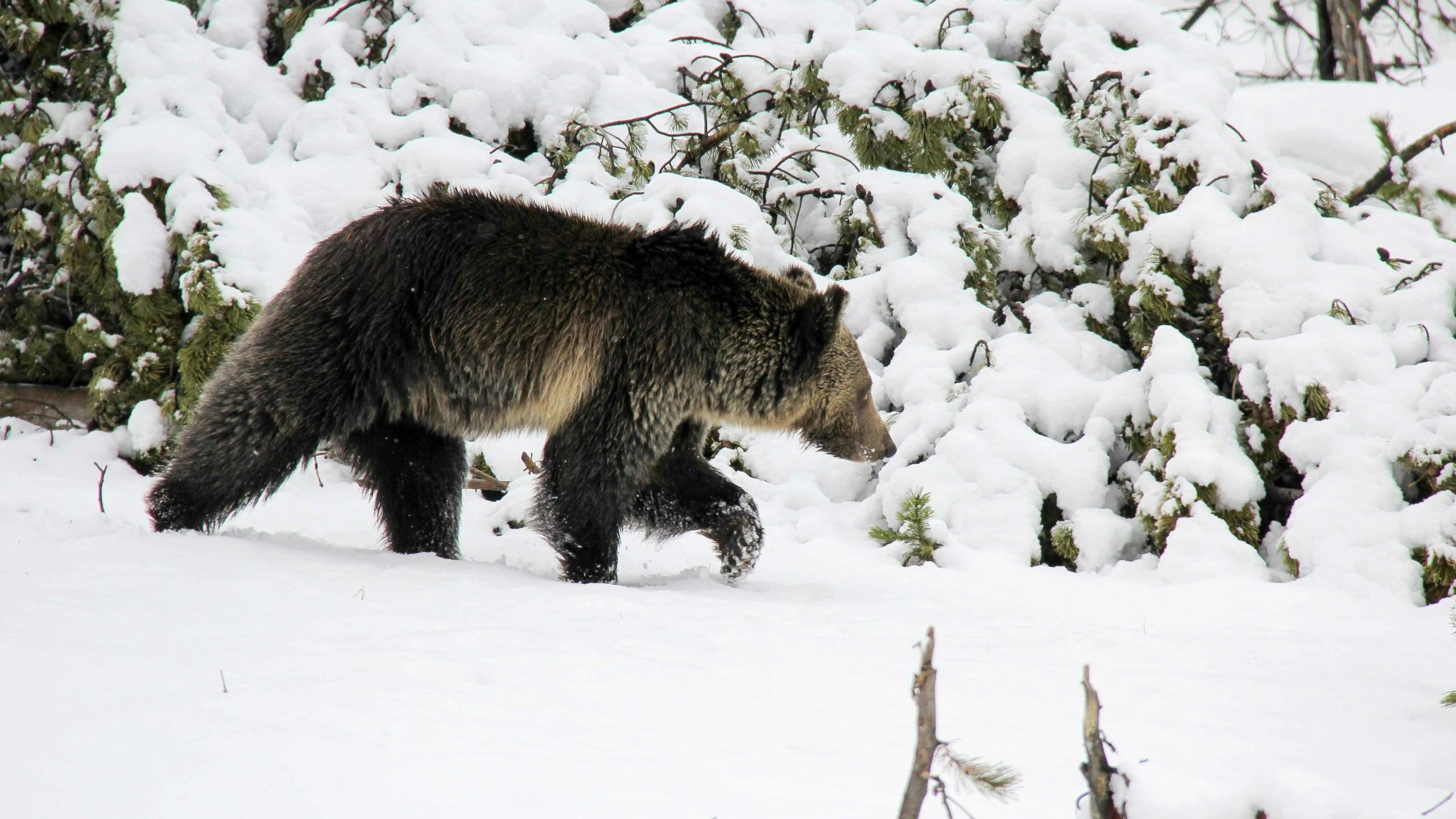 Grizzly snow 3 8 22 v2 scaled