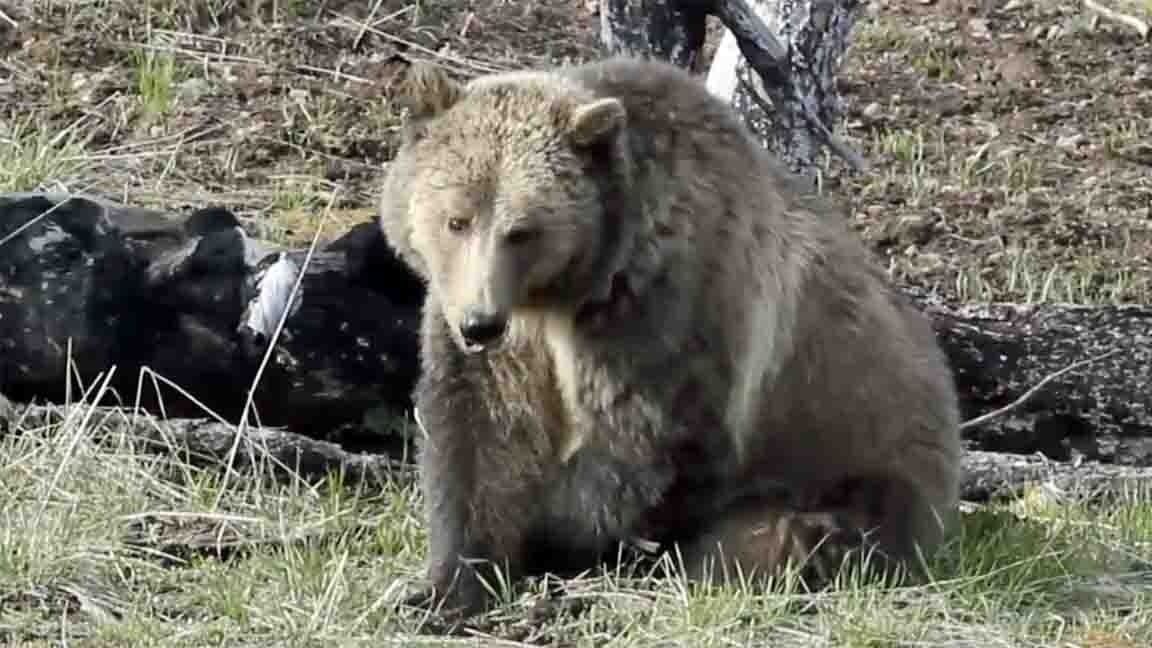 Wyoming Grizzly Bear Donated To Natural History… | Cowboy State Daily