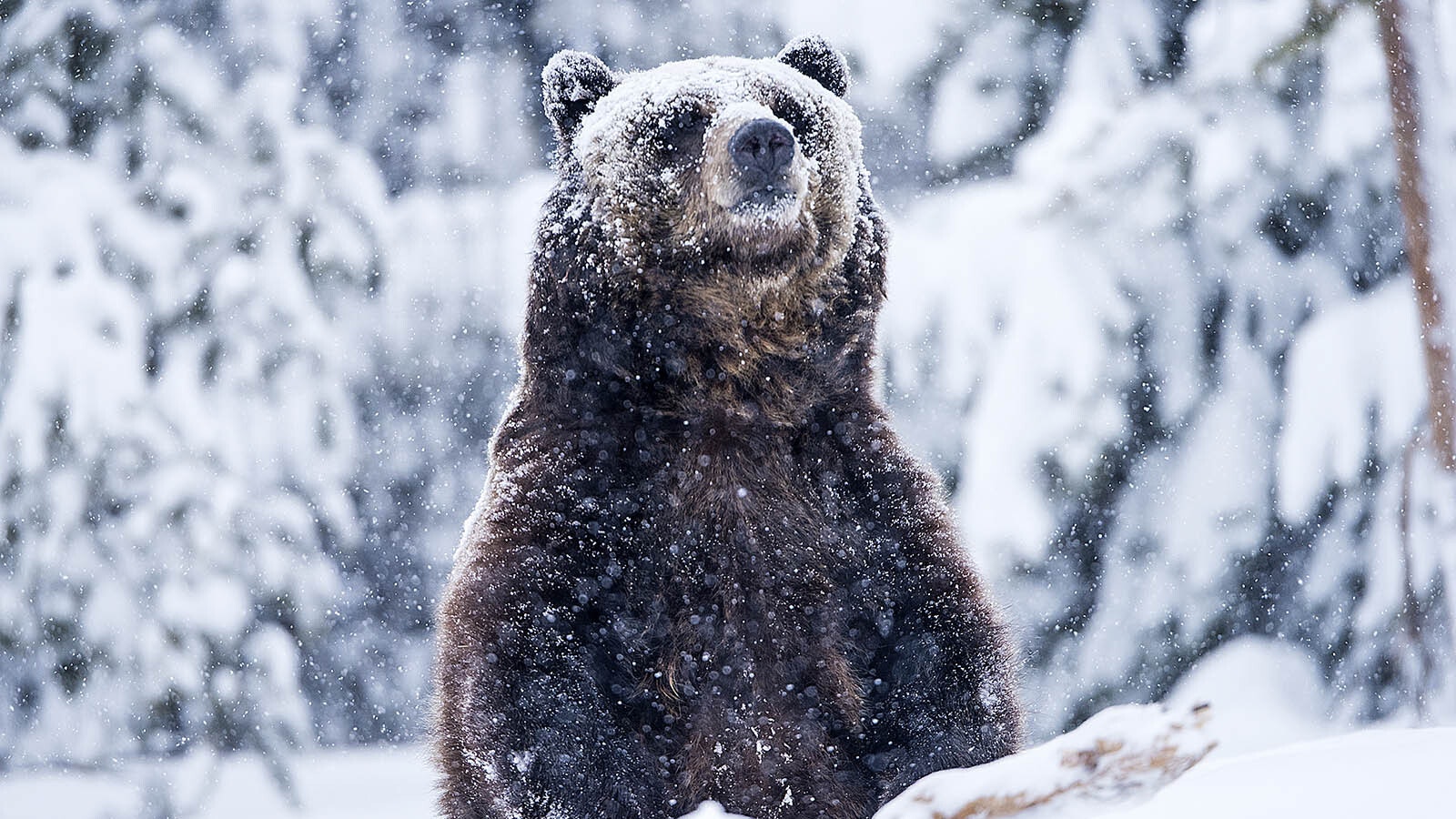 Grizzly winter