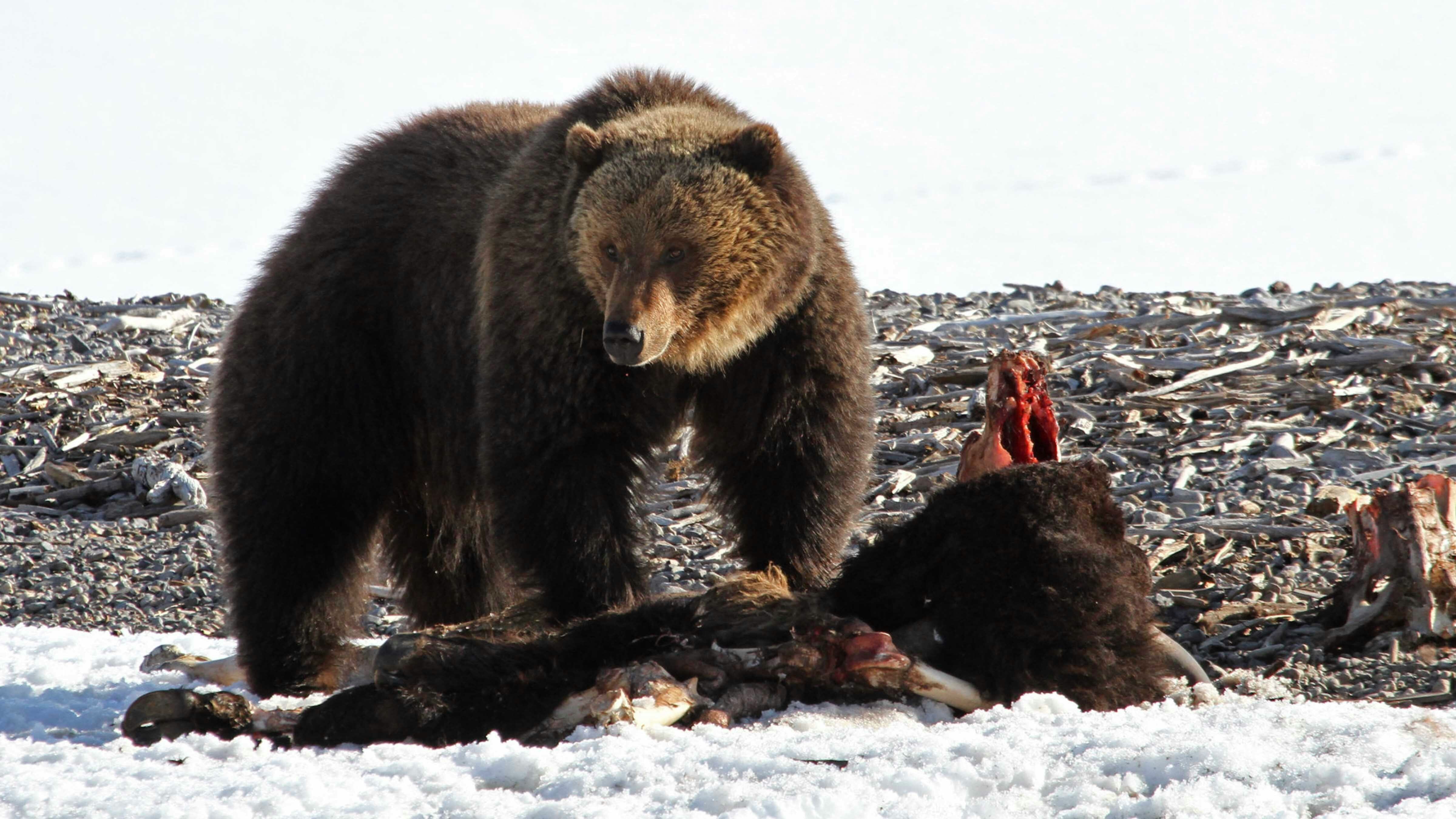 The first official sighting of a grizzly in Yellowstone has been confirmed. Park officials say the male bear was, not surprisingly, eating. He was spotted feeding on a bison carcass in the northern half of the park on Monday.