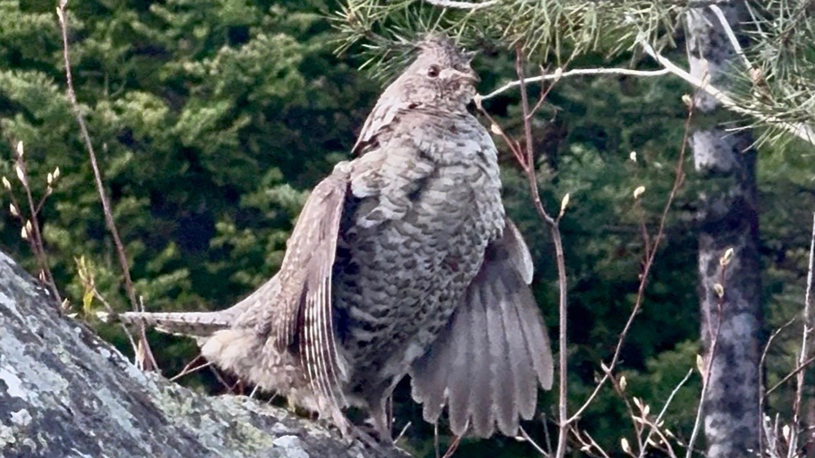 Male ruffed grouse attract mates by cupping their wings and flapping them rapidly, to create a “drumming” sound that can be heard a quarter-mile away.