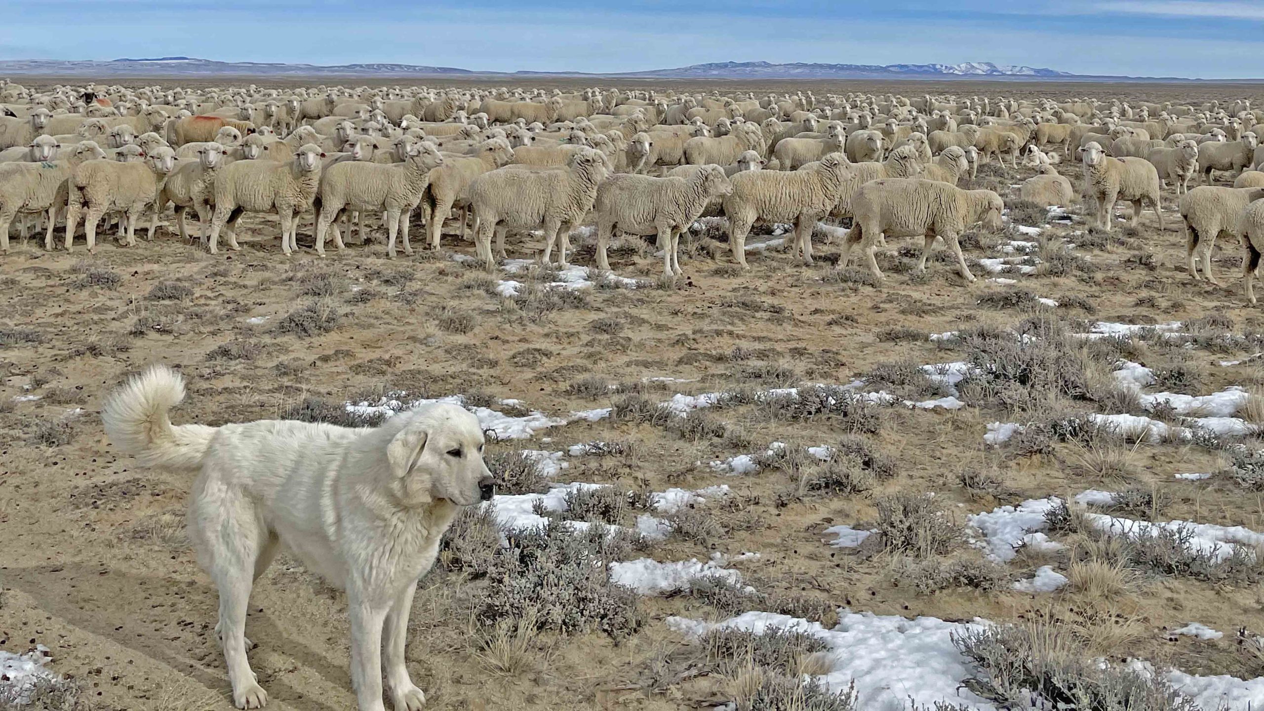 Livestock guardian dog rescue best sale near me