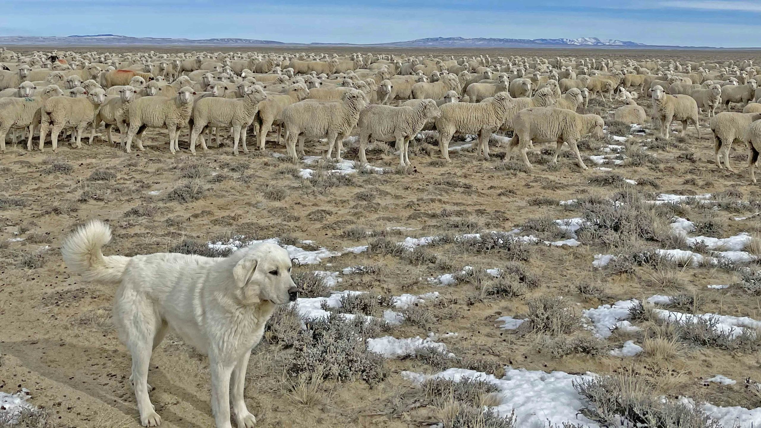 Guard dog with ewes on Cyclone Rim scaled