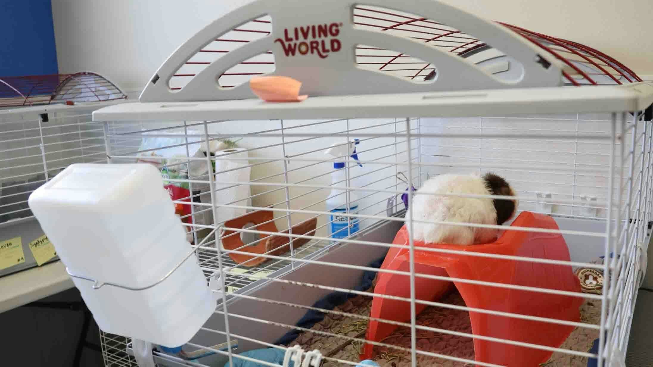 A guinea pig naps inside a room for those in quarantine on Tuesday.