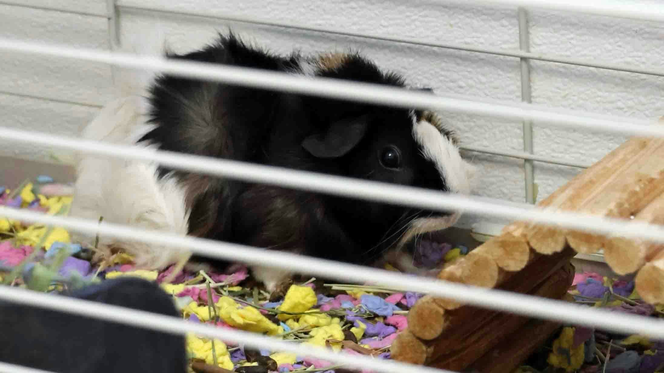 One of the abandoned guinea pigs enjoys a clean cage along with food and water on Tuesday.