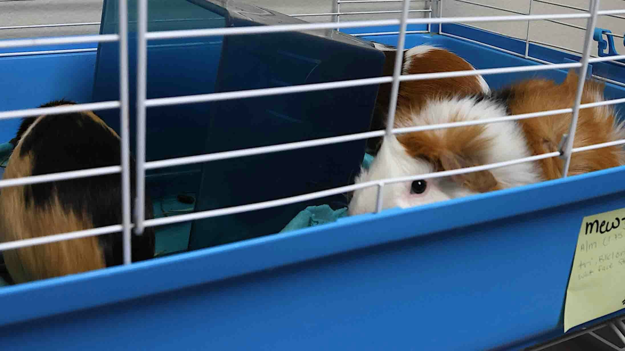 Guinea pigs share at cage at the Casper Humane Society on Tuesday. Staff had to scramble to find cages for the pets on Friday.