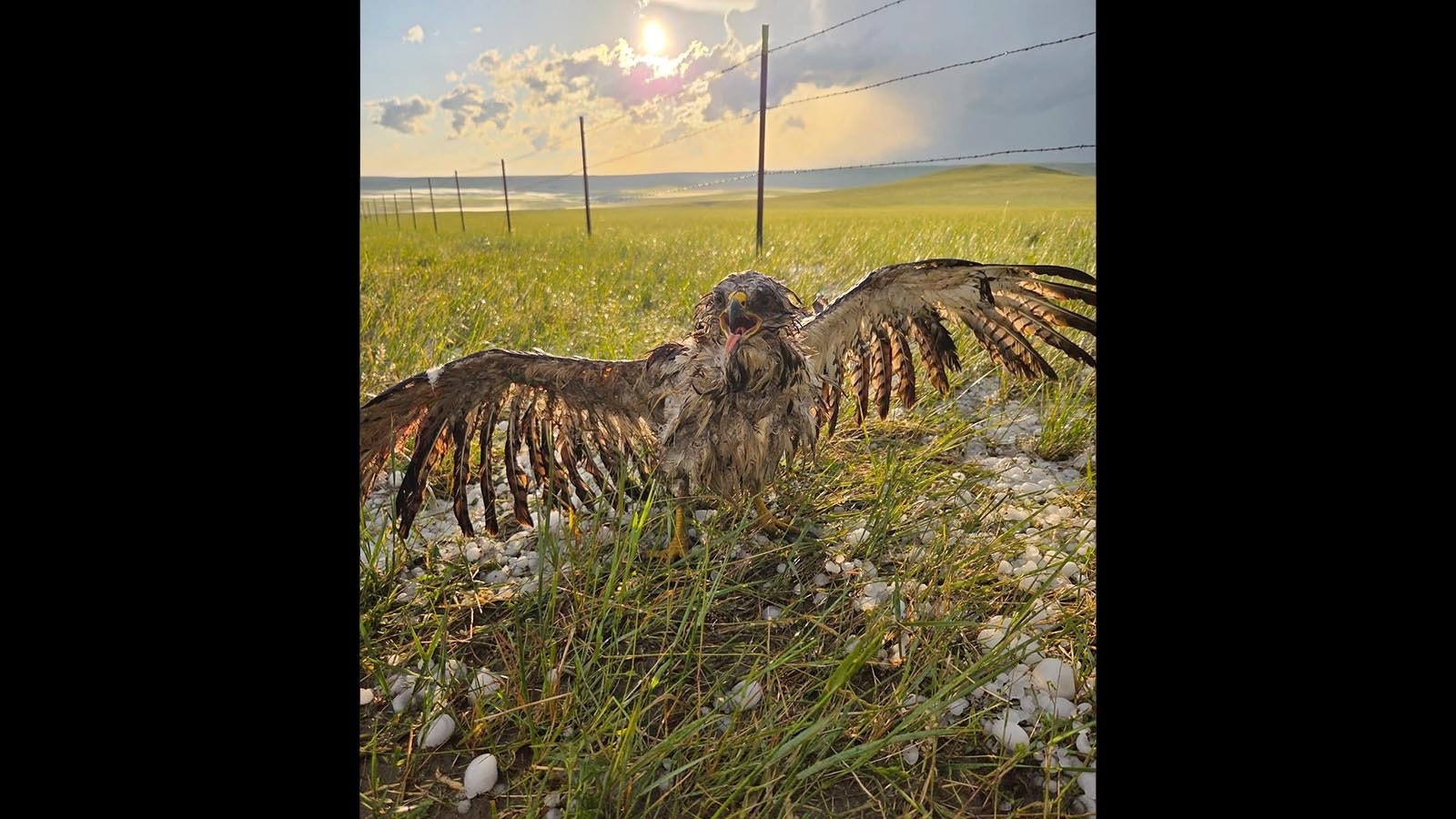 A hawk that got caught in a hailstorm in central Montana on Saturday evening June 14, 2025. Haden Wichman, who spotted this hawk, wasn't sure if it survived, but saw multiple other birds that died in the storm that produced golf ball-sized hail.