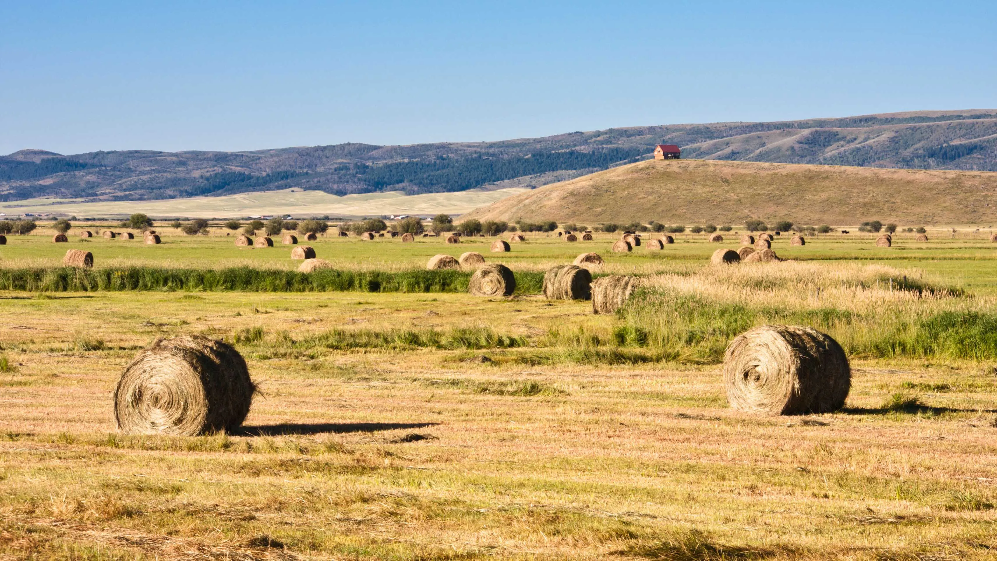 Hay wyoming 7 22 26