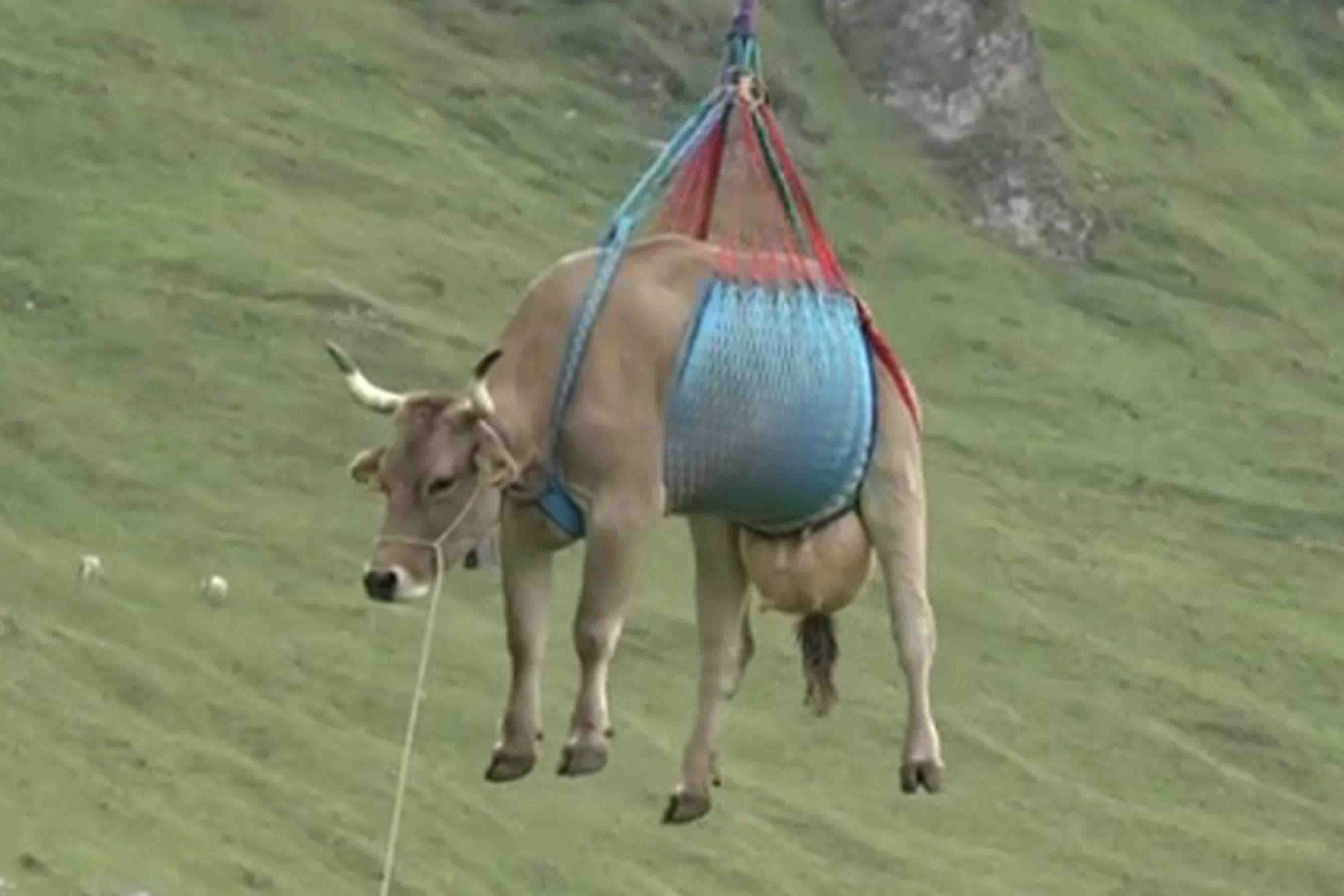 Screenshot of airlifted cow
