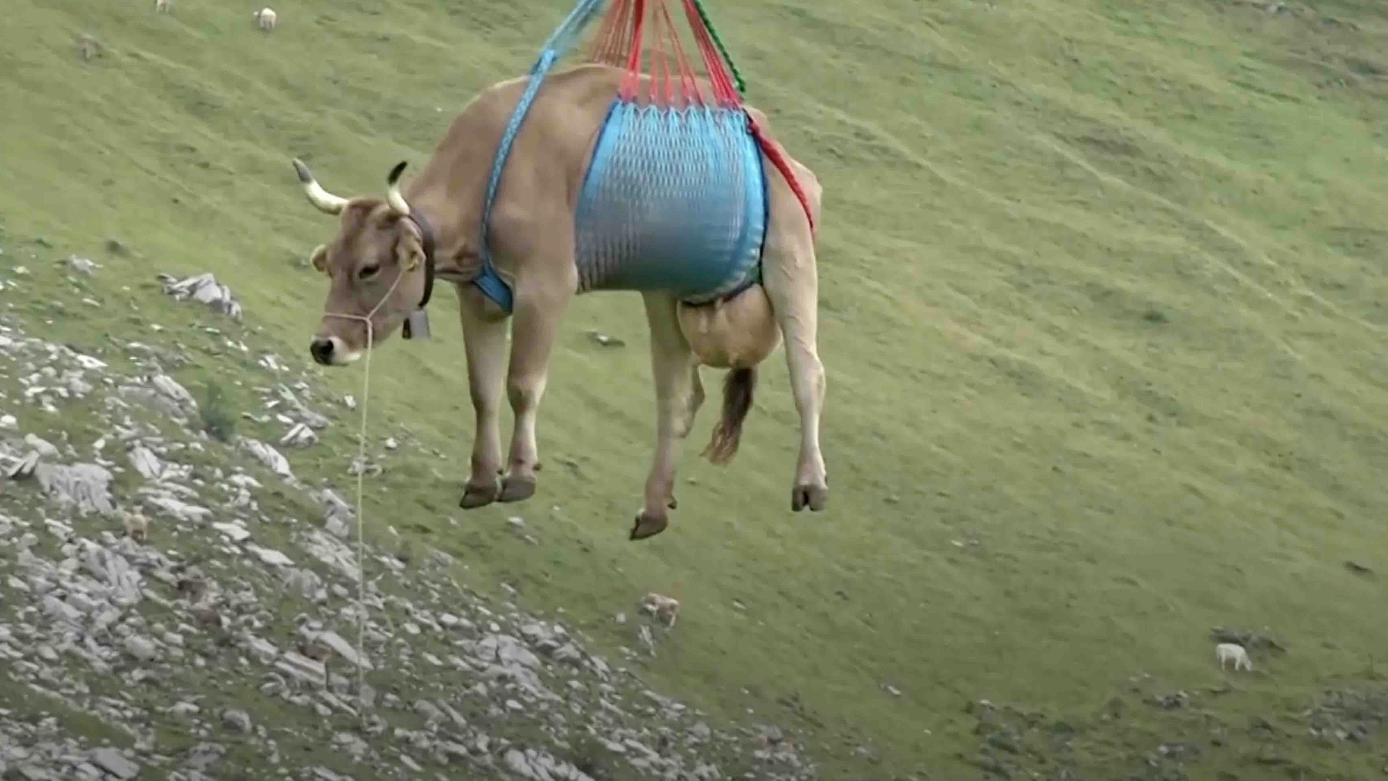 Screenshot of airlifted cow