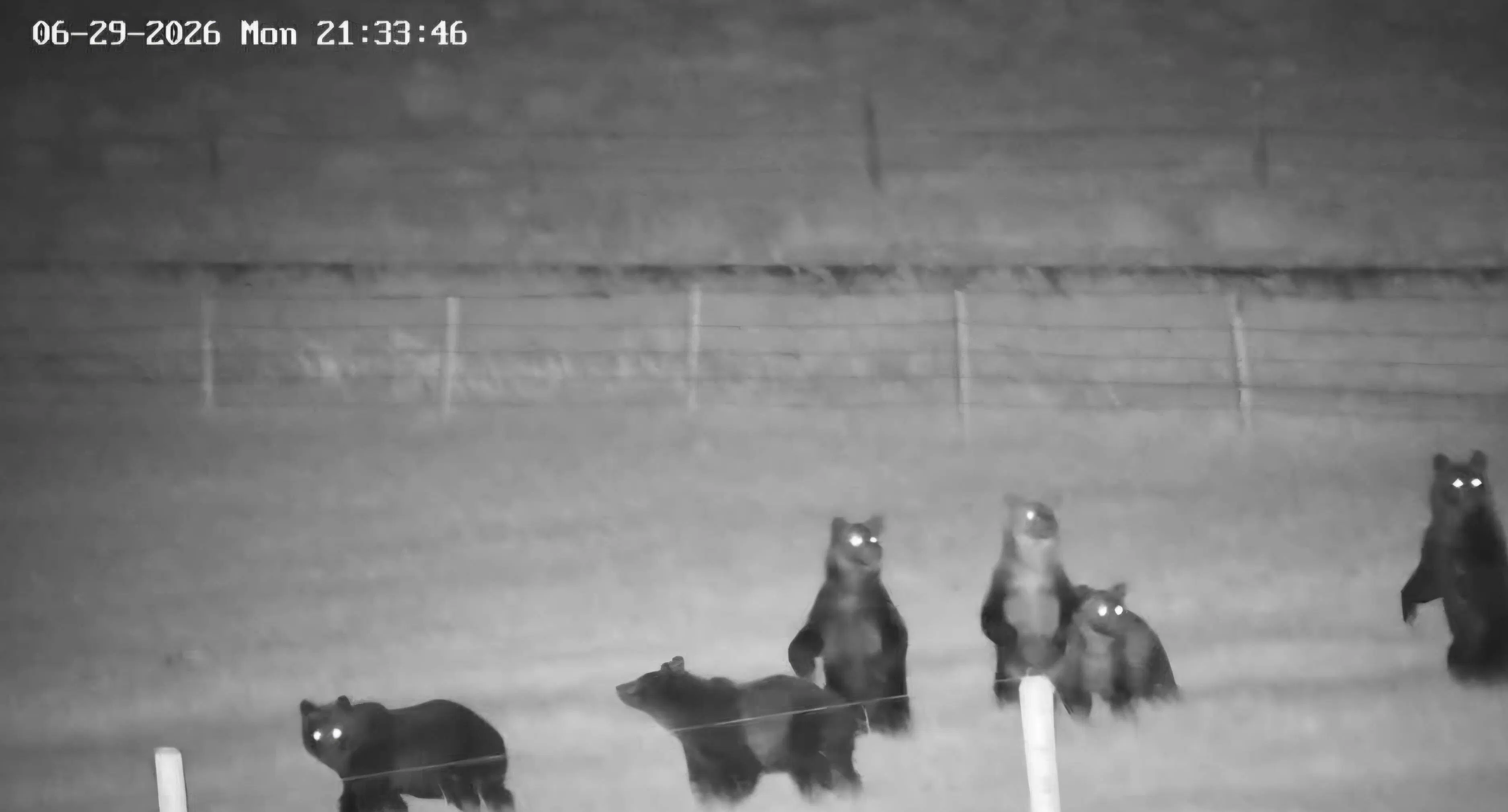 A rancher near Choteau, Montana caught video of six grizzlies strolling across his calving lot behind his barn late Monday, and said there were as many as seven bears on his property that night.