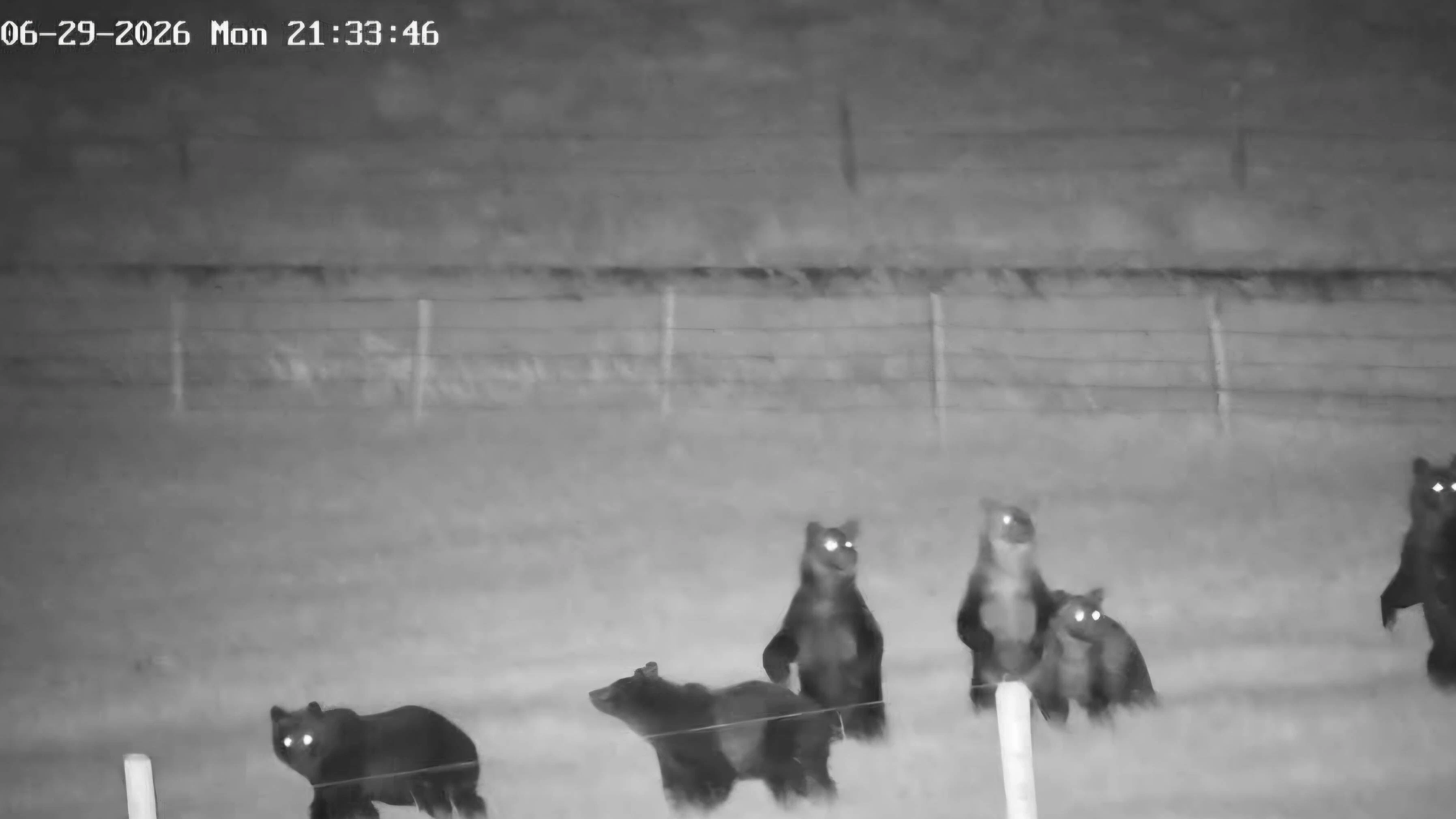 A rancher near Choteau, Montana caught video of six grizzlies strolling across his calving lot behind his barn late Monday, and said there were as many as seven bears on his property that night.