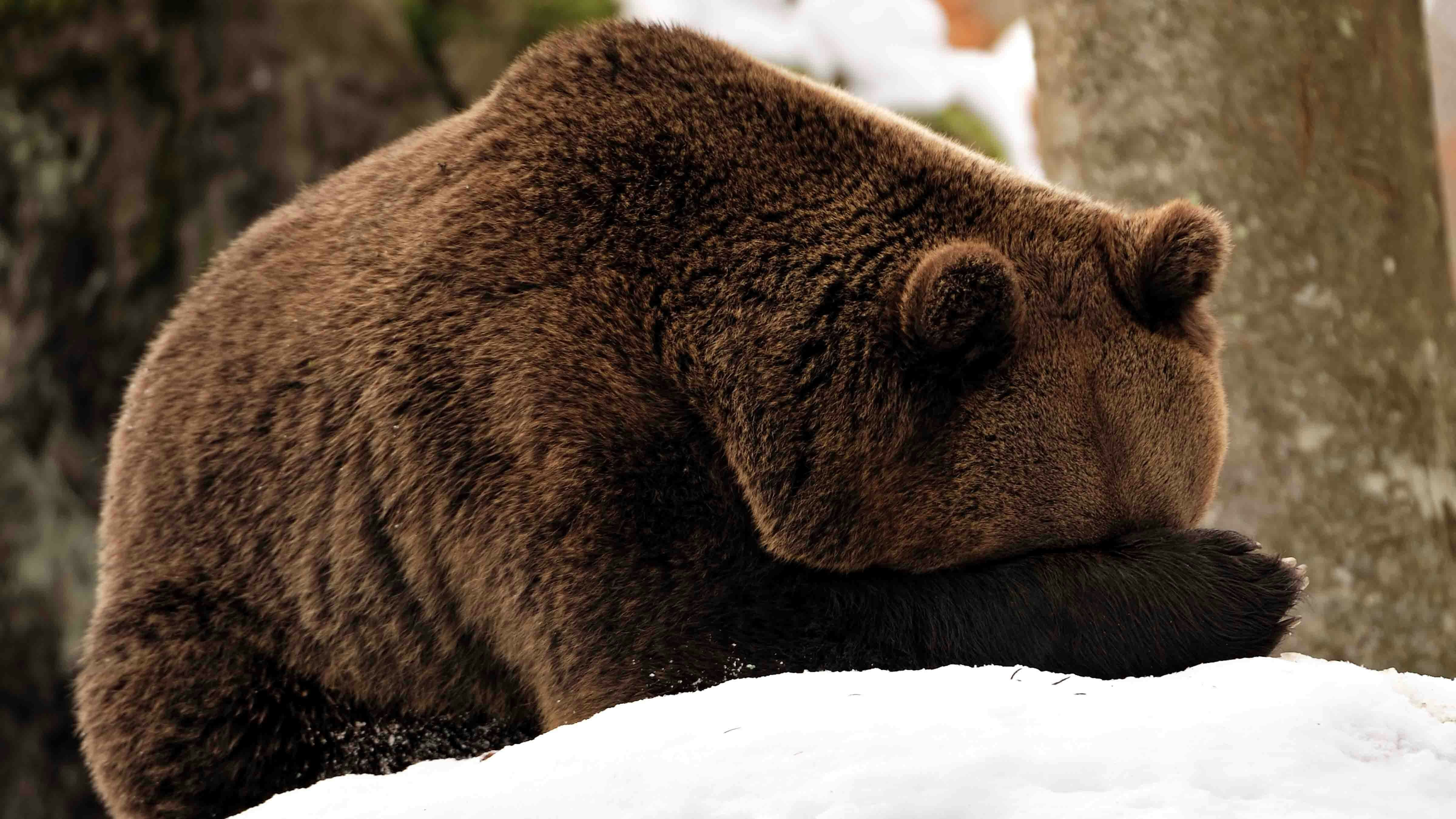 Hibernate bear 12 3 23