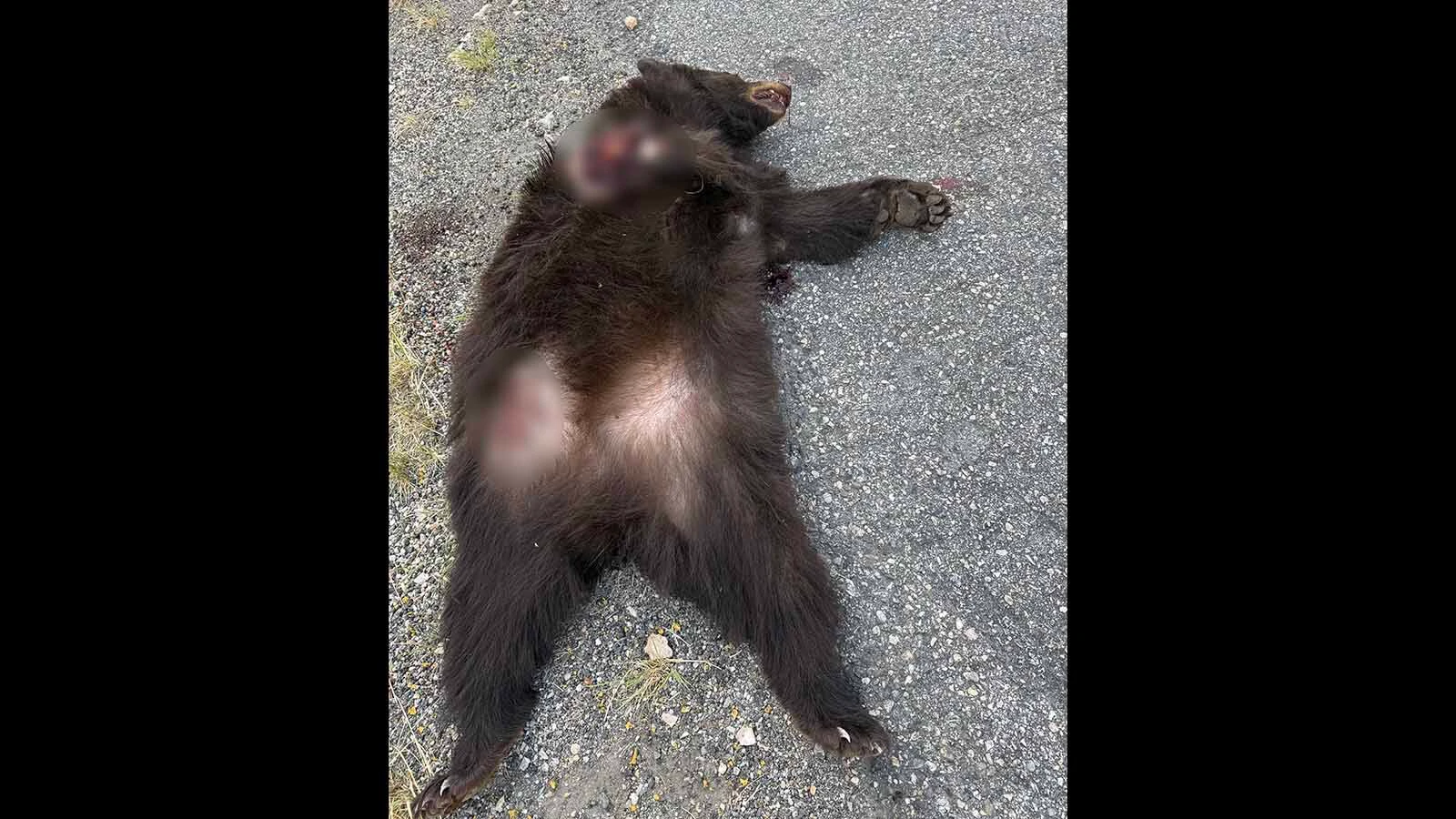 This young Black female was struck by a vehicle and killed on Wyoming Highway 789/U.S. Highway 20 in the Wind River Canyon.
