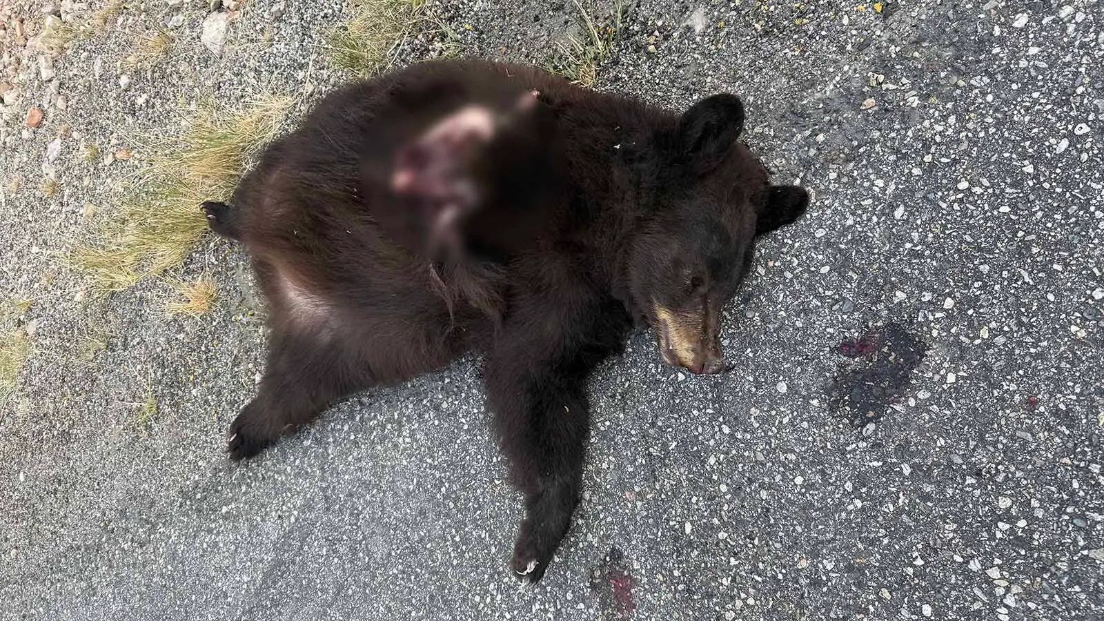 Bear Hit And Killed In Wind River Canyon Has Residents Afraid For Other ...