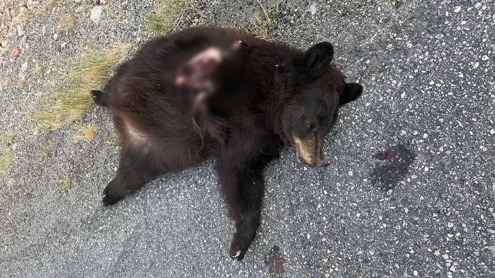 This young Black female was struck by a vehicle and killed on Wyoming Highway 789/U.S. Highway 20 in the Wind River Canyon.