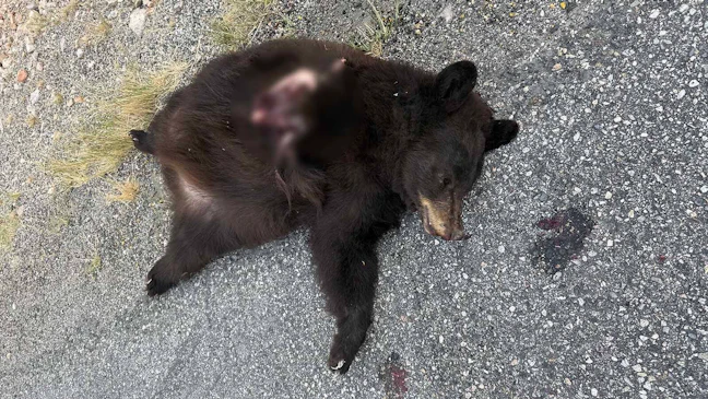 Winding Riger Bear Hit And Killed In Wind River Canyon Has Residents Afraid For Other ...