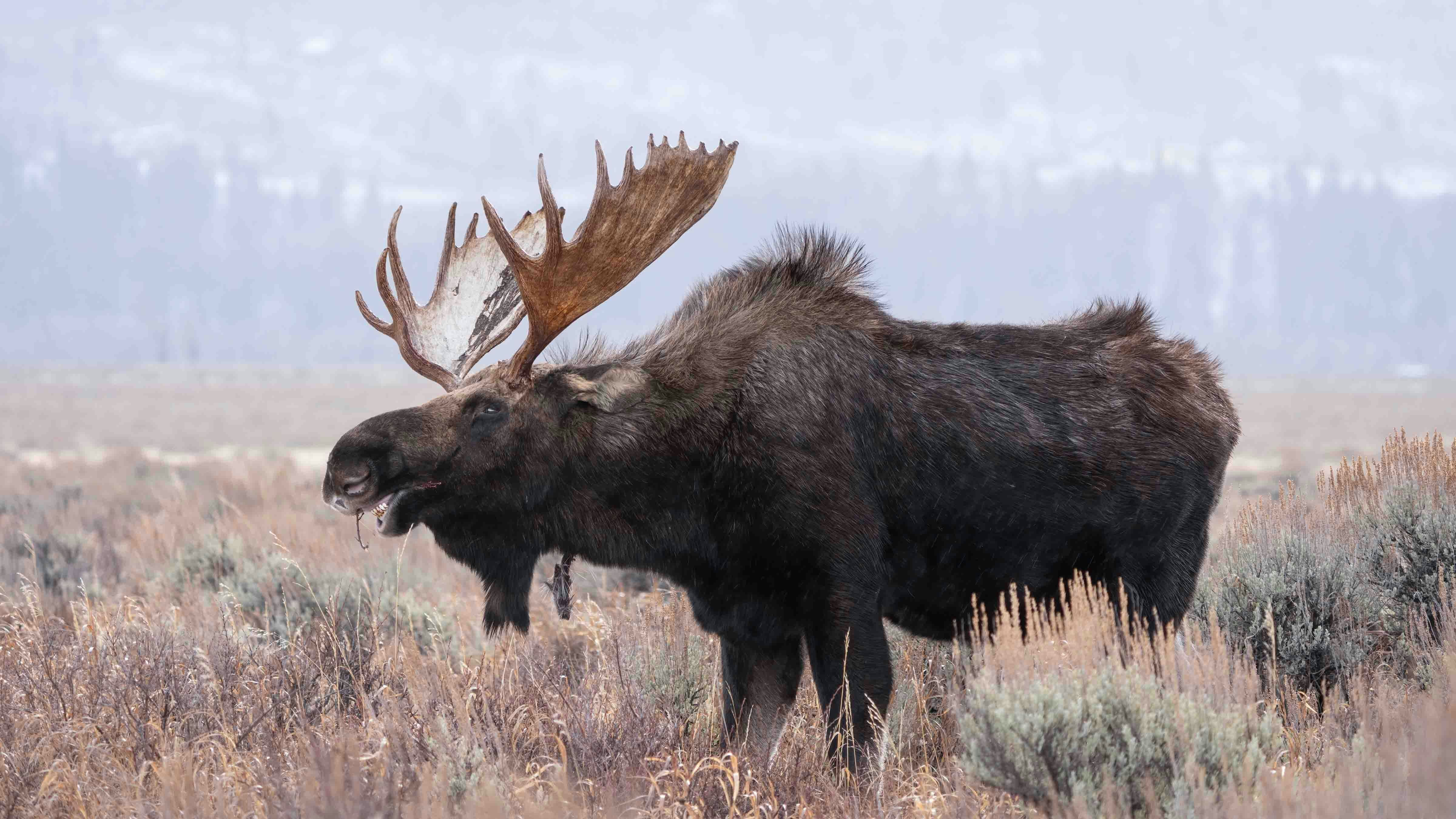 This photo shows what appears to be a patch of hair and flesh hanging of the lower neck of Hoback, the famous Grand Teton National park bull moose. It’s thought it might be from an injury he suffered during a recent wolf attack.