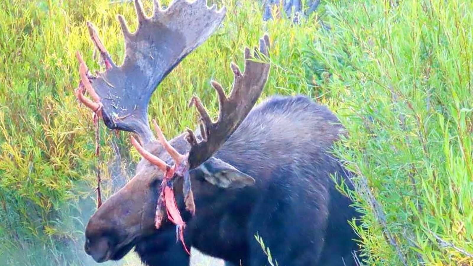 Hoback is a moose that lives in Grand Teton National Park, and his fans say he’s the biggest bull moose in the park. He’s pictured here shedding the “velvet” (a natural growth membrane) from his antlers.