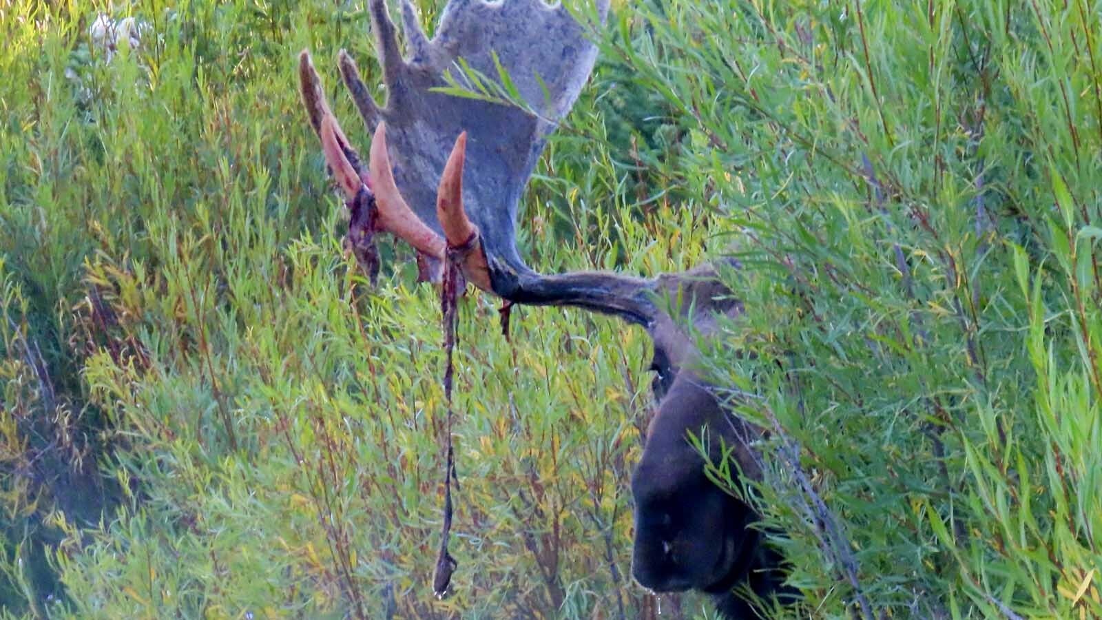 Hoback is a moose that lives in Grand Teton National Park, and his fans say he’s the biggest bull moose in the park. He’s pictured here shedding the “velvet” (a natural growth membrane) from his antlers.