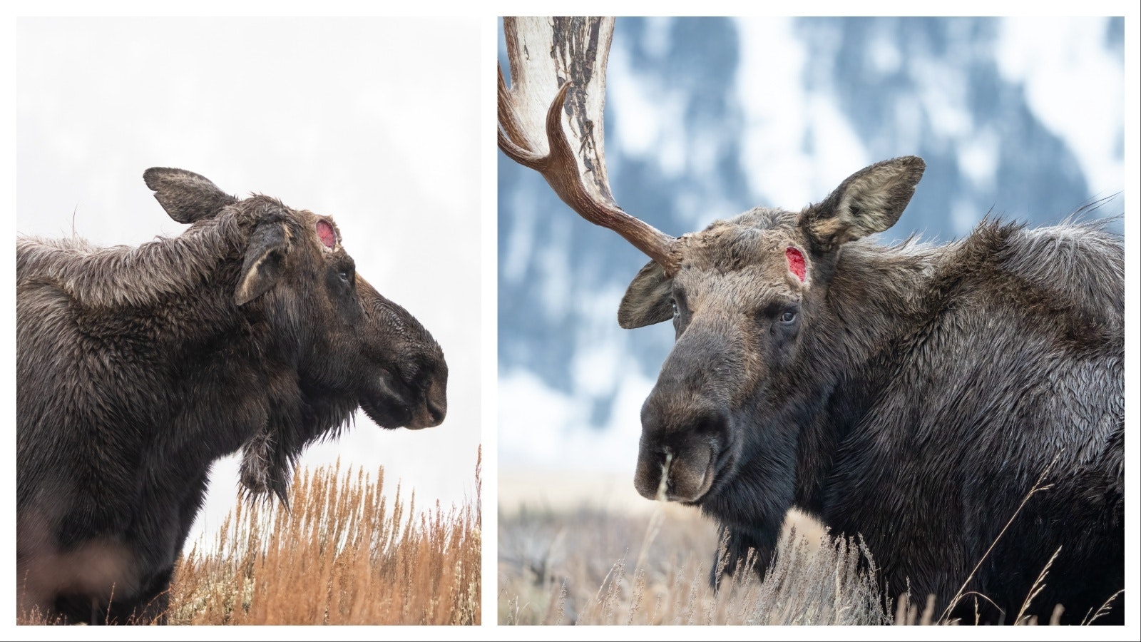 Hoback, a famous bull moose in Grand Teton National Park, was the first of the park’s moose to start shedding his antlers, on Dec. 10.