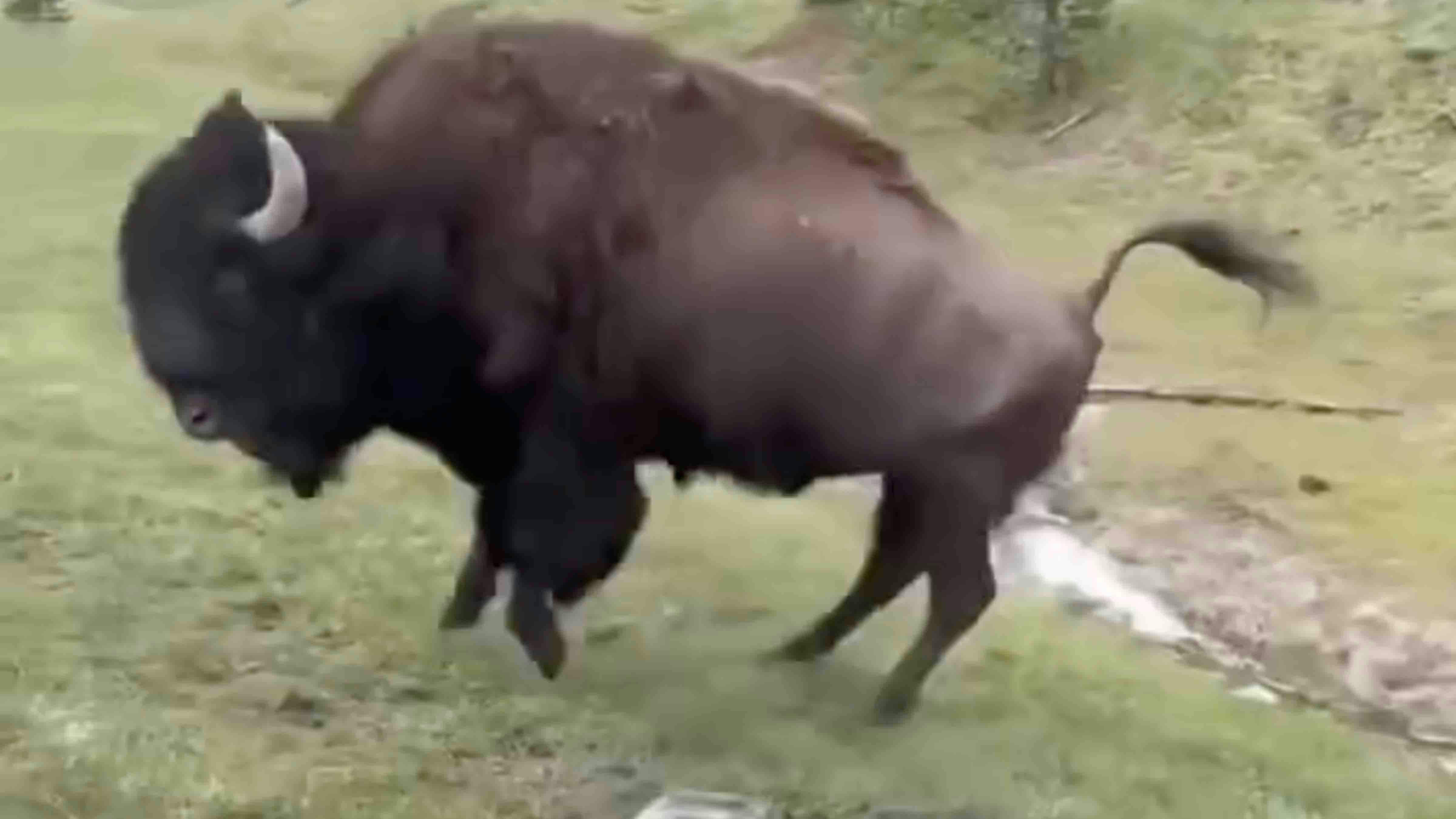 Video of a hopping bison getting crowded by tourists at Yellowstone National Park has been viewed nearly 10 million times since Friday. What many people don’t realize is the bison wasn’t being playful, it was read to mangle them, a biologist says.