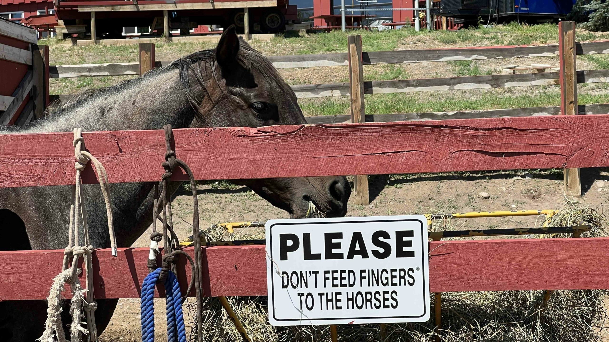 Horse attack 7 8 22 scaled