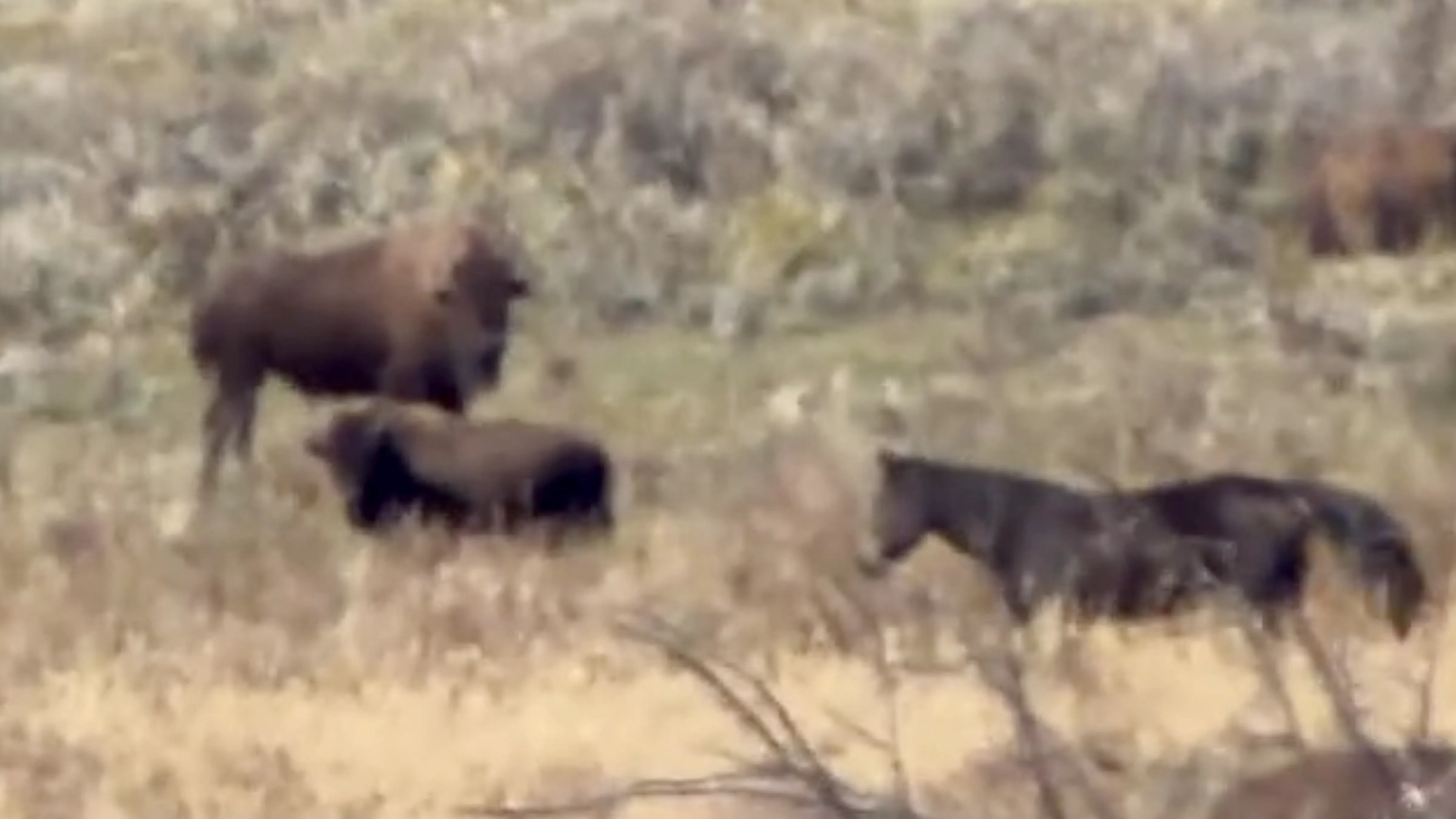 Screenshot of Evie the horse living with bison in Yellowstone
