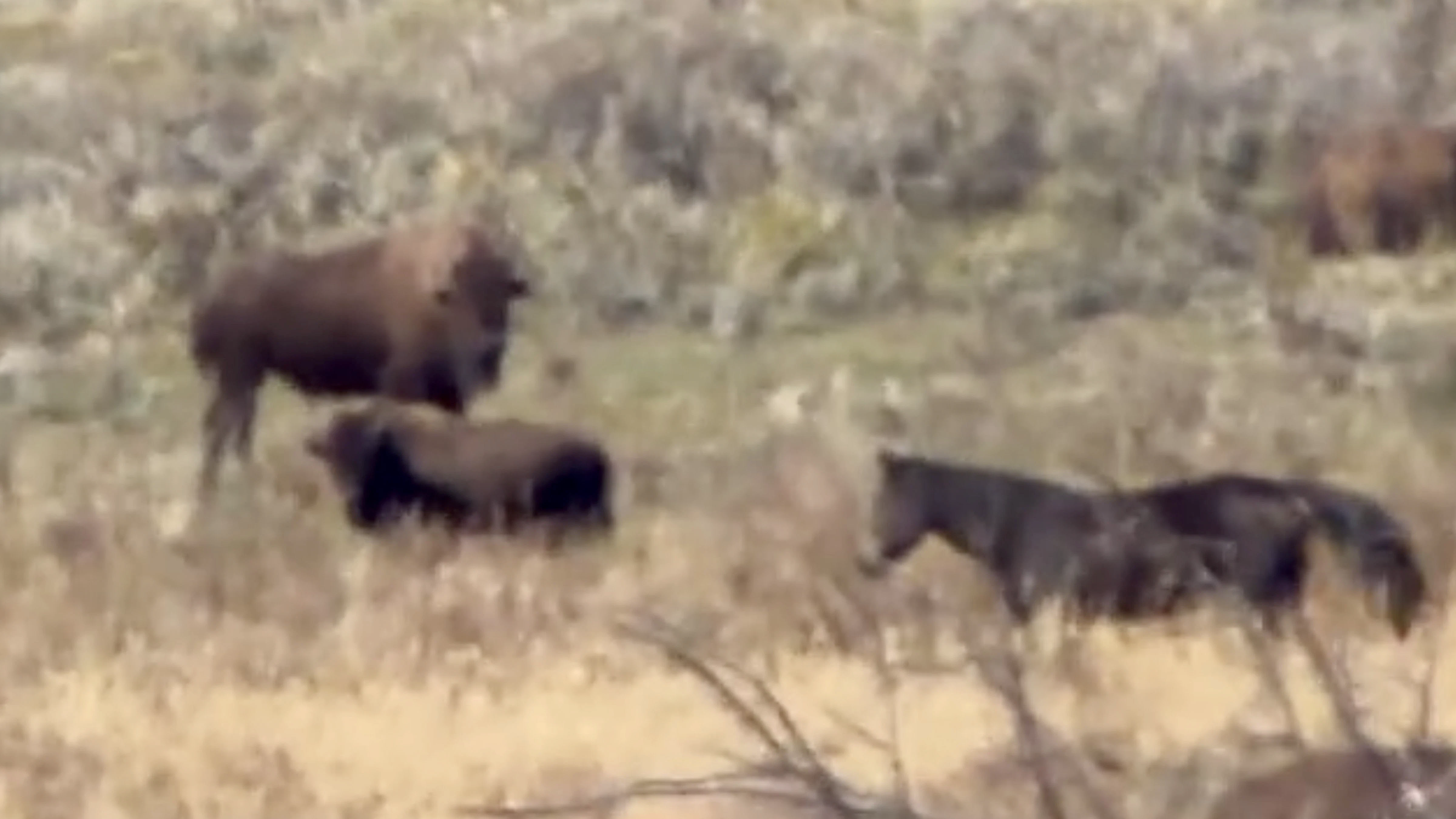 Screenshot of Evie the horse living with bison in Yellowstone
