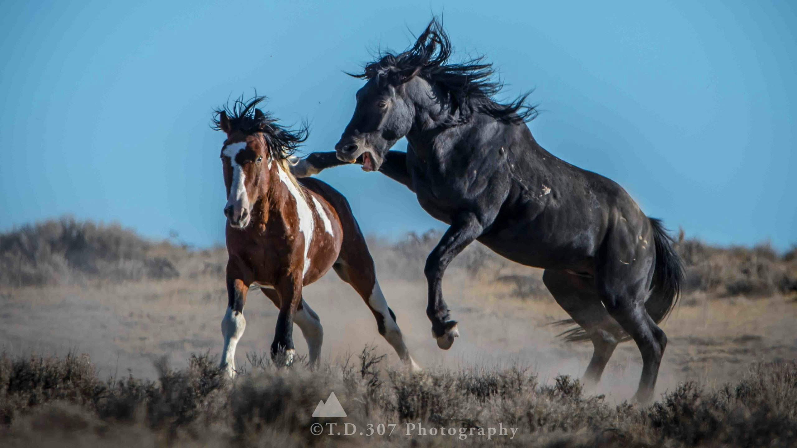 Horse fight 1 scaled