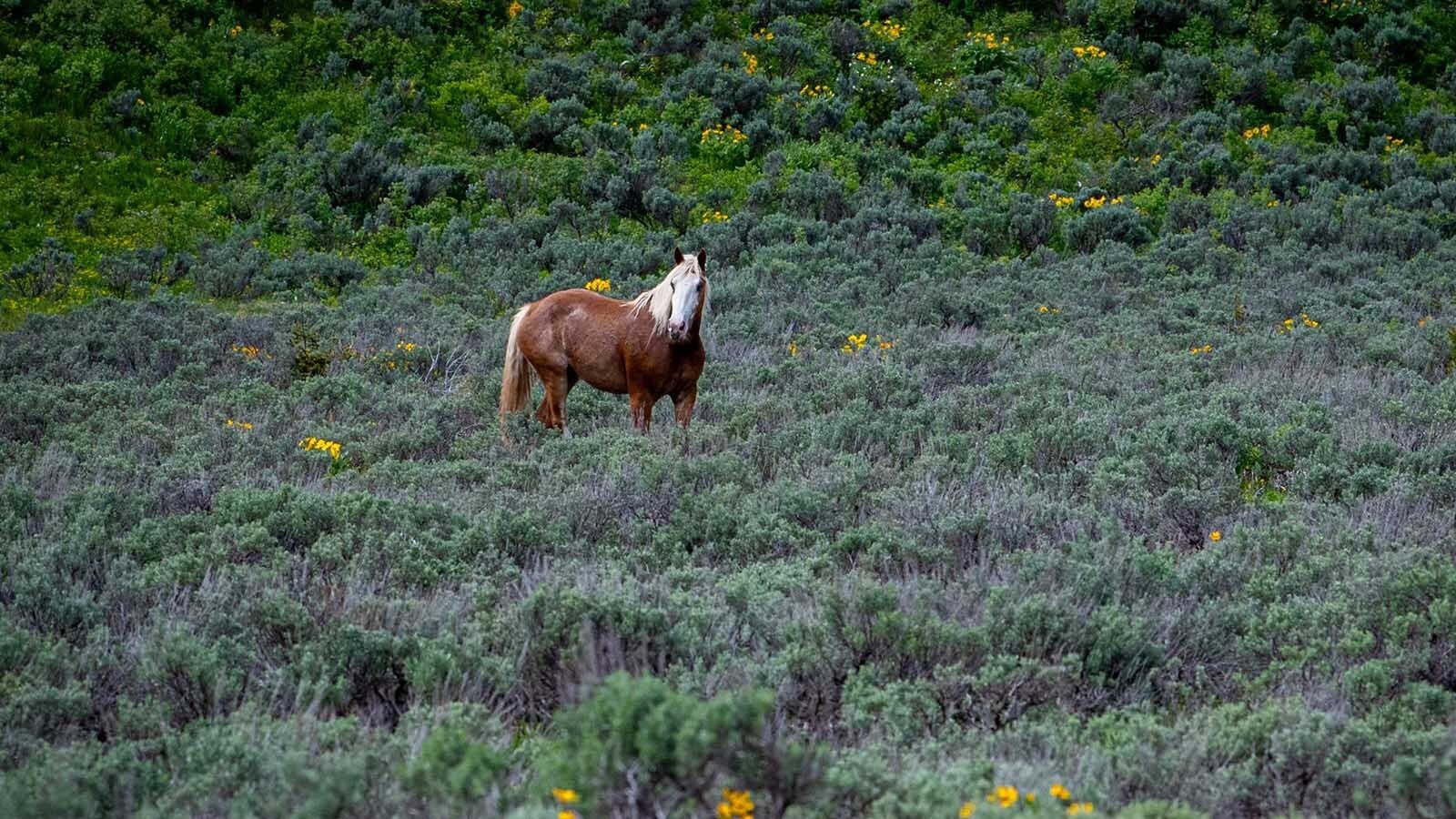 A mare named Barmaid escaped from its corral near Jenny Lake in Grand Teton National Park and ran loose in the park for about two weeks before finally being captured, safe and sound.