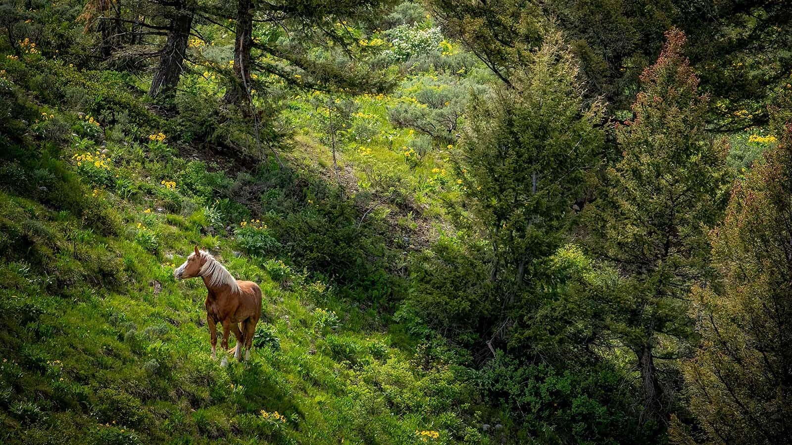 A mare named Barmaid escaped from its corral near Jenny Lake in Grand Teton National Park and ran loose in the park for about two weeks before finally being captured, safe and sound.