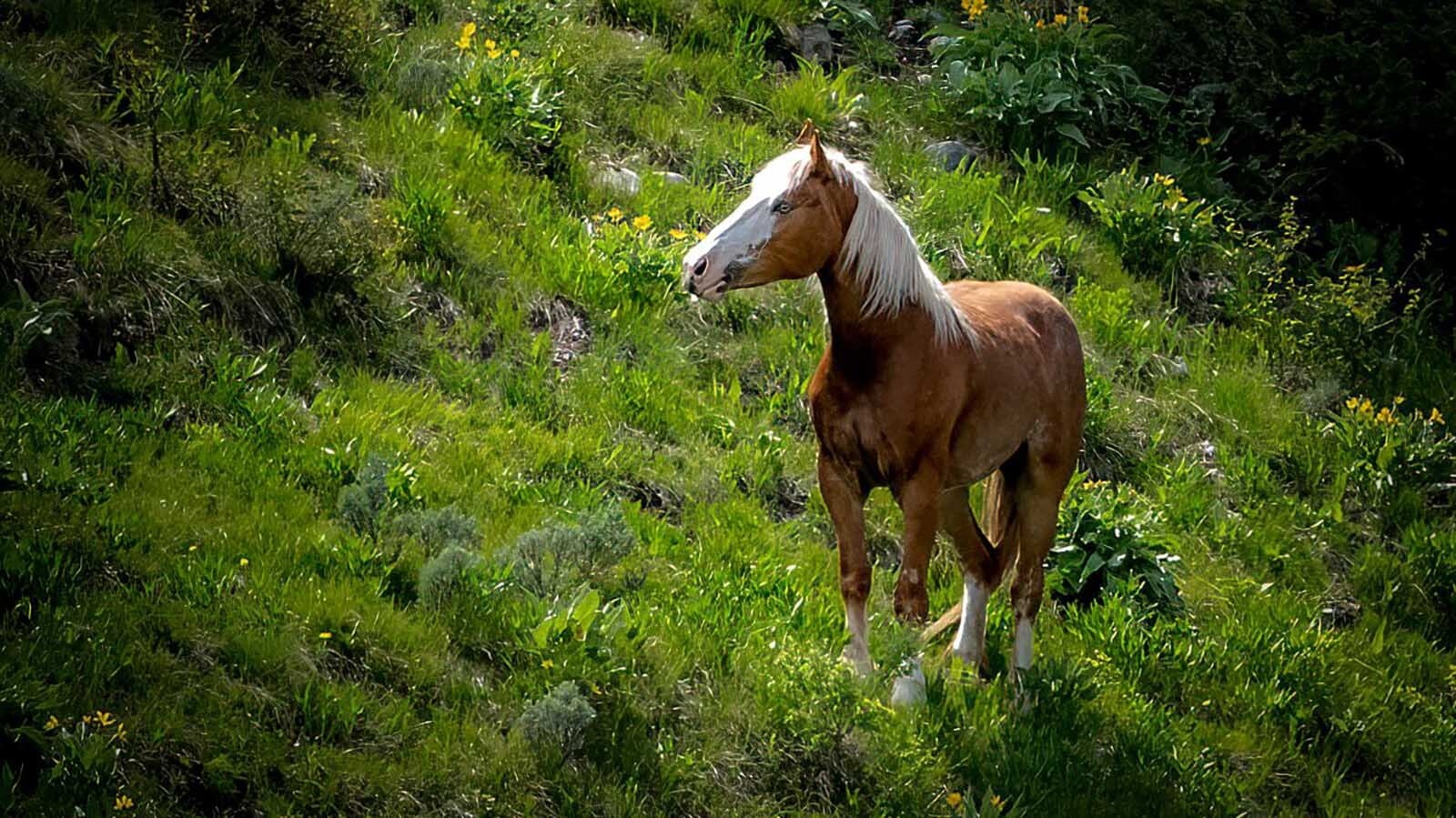 A mare named Barmaid escaped from its corral near Jenny Lake in Grand Teton National Park and ran loose in the park for about two weeks before finally being captured, safe and sound.