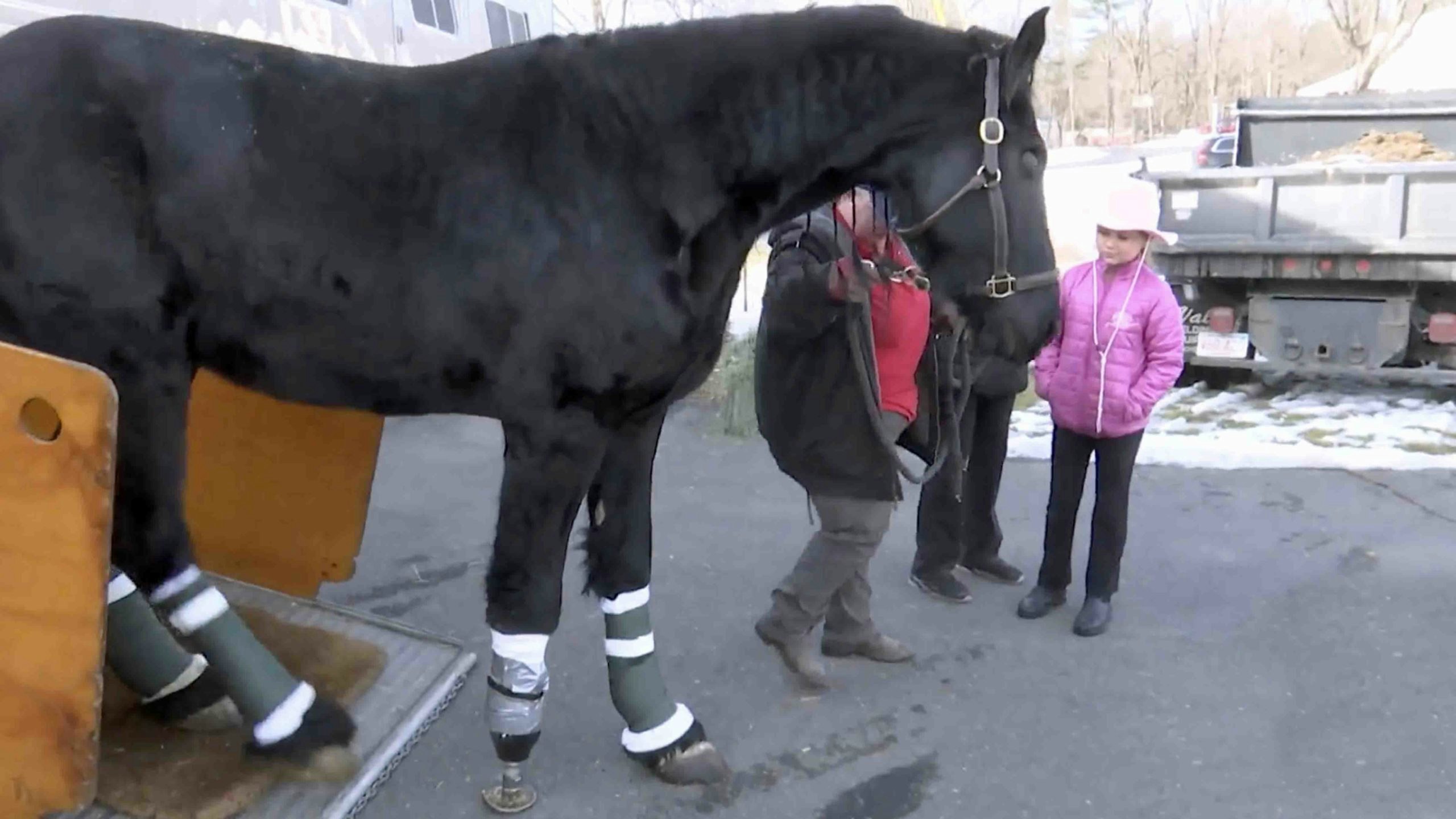 Horse prosthetic 1 28 22 scaled