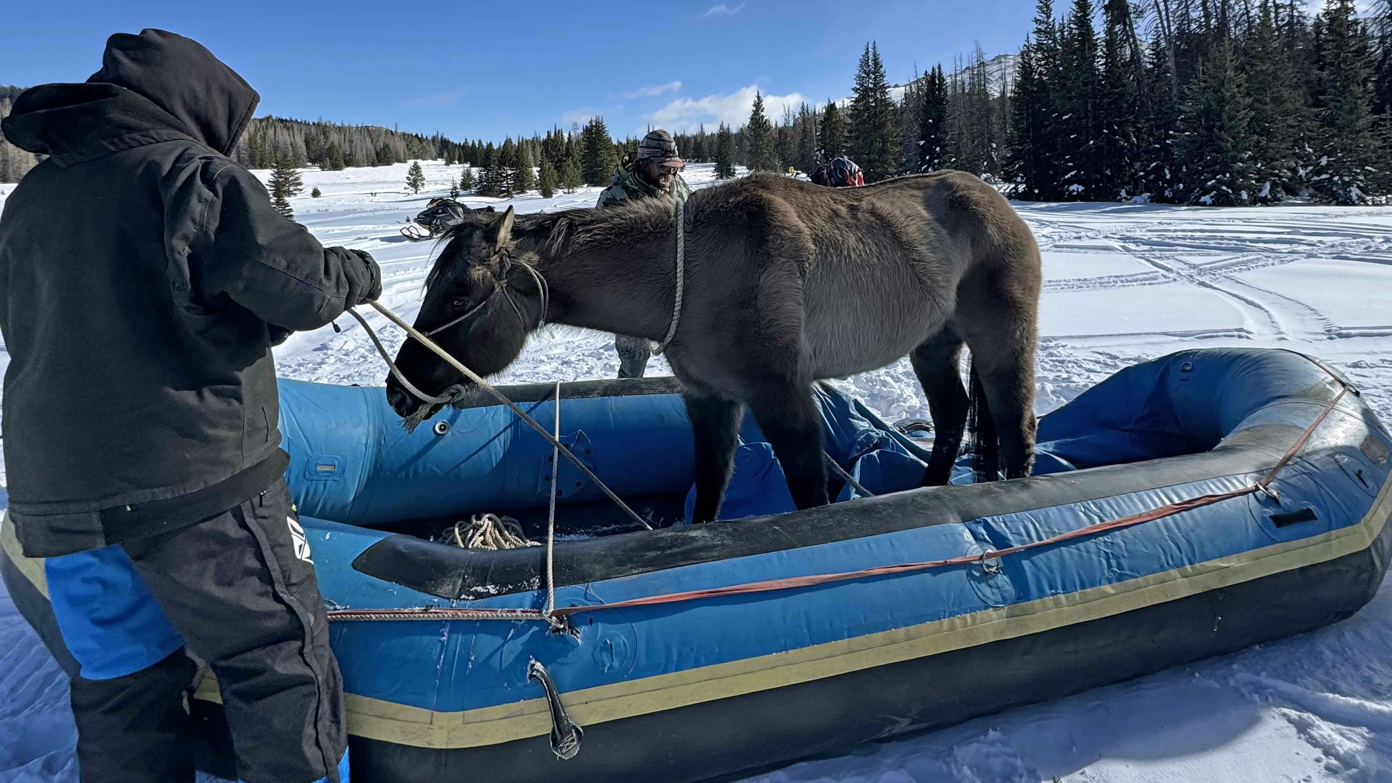 Mouse the horse had been missing since July 2025, only to be found alive by snowmobilers in the Wind River Mountains. Several people, specialized snow machines, and a river raft were enlisted to reach and rescue the horse.