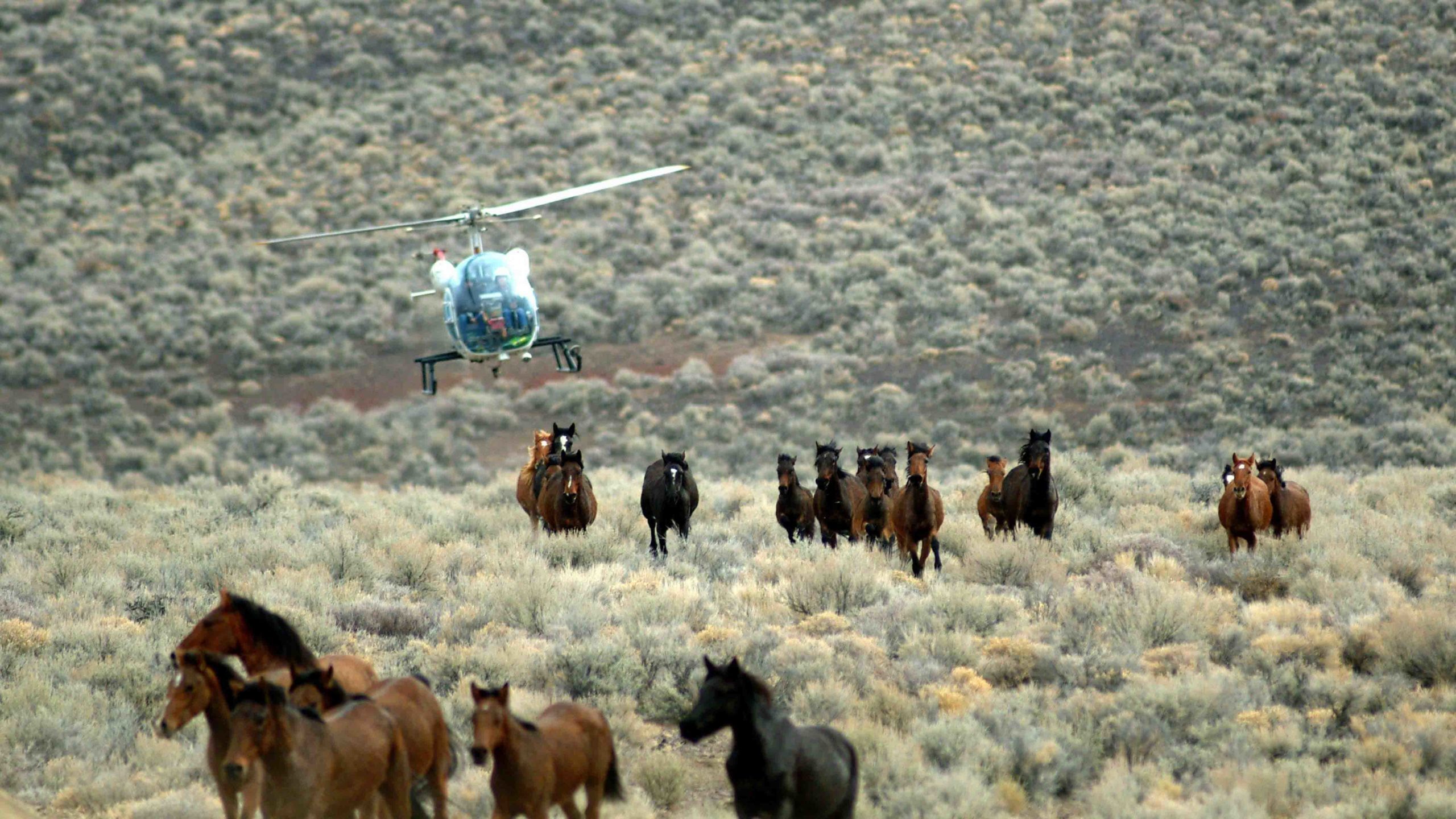 Horse roundup 4 4 22 scaled
