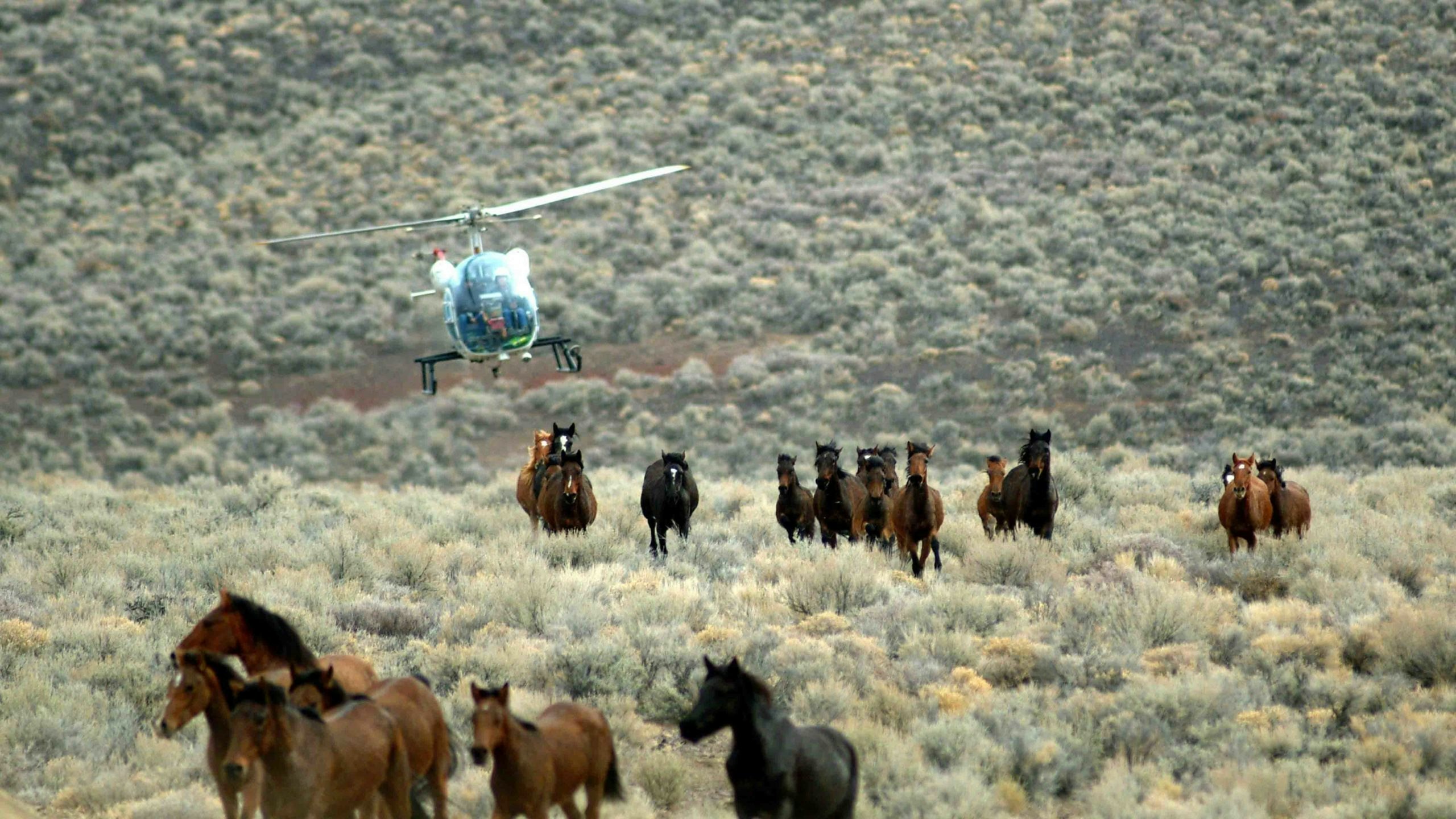 Horse roundup 4 4 22 scaled