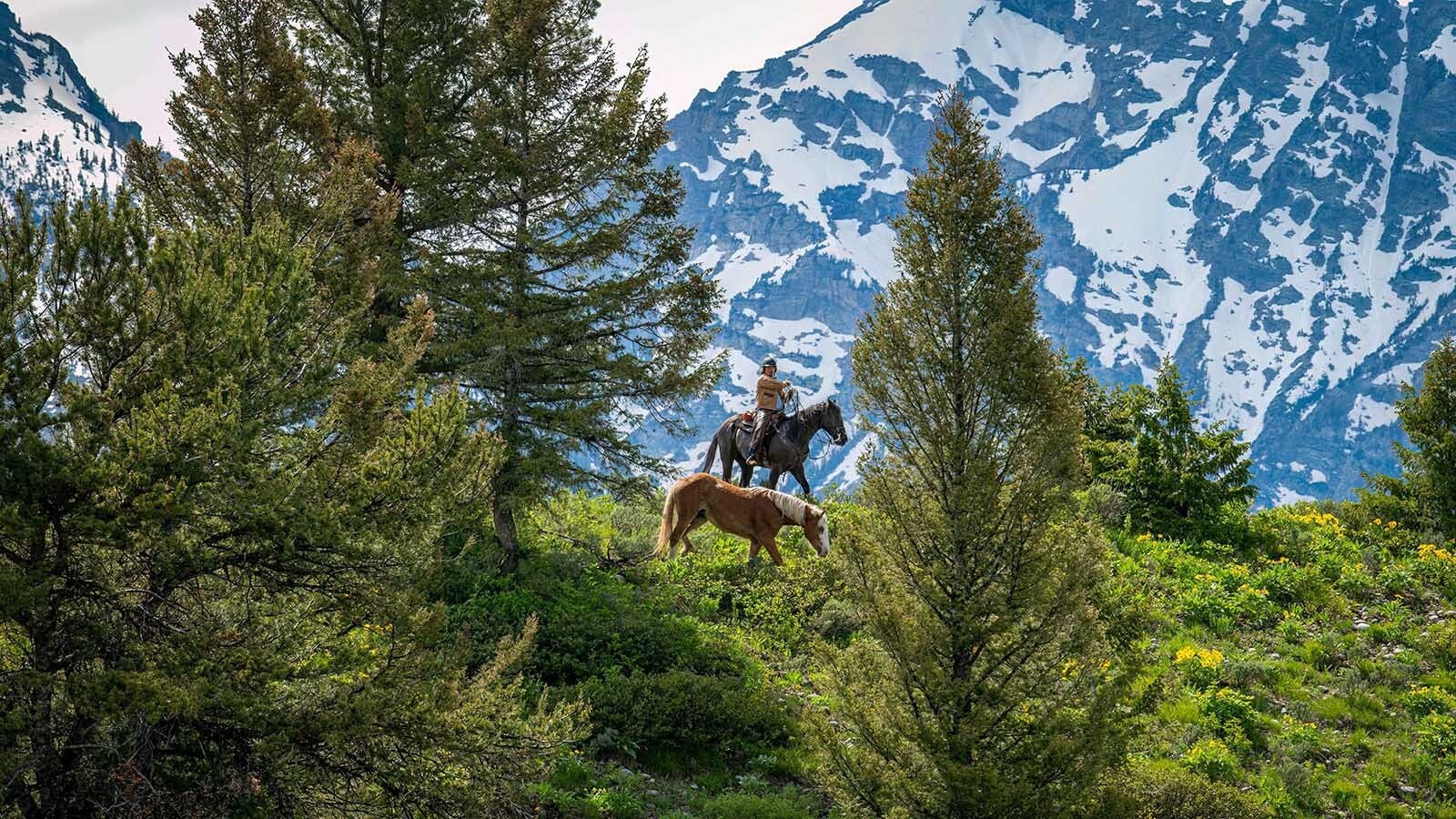 A horse wrangler tries to catch a mischievous mare named Barmaid in Grand Teton National Park on Saturday. Barmaid escaped from a corral near Jenny Lake and had been running free in the park for about two weeks.