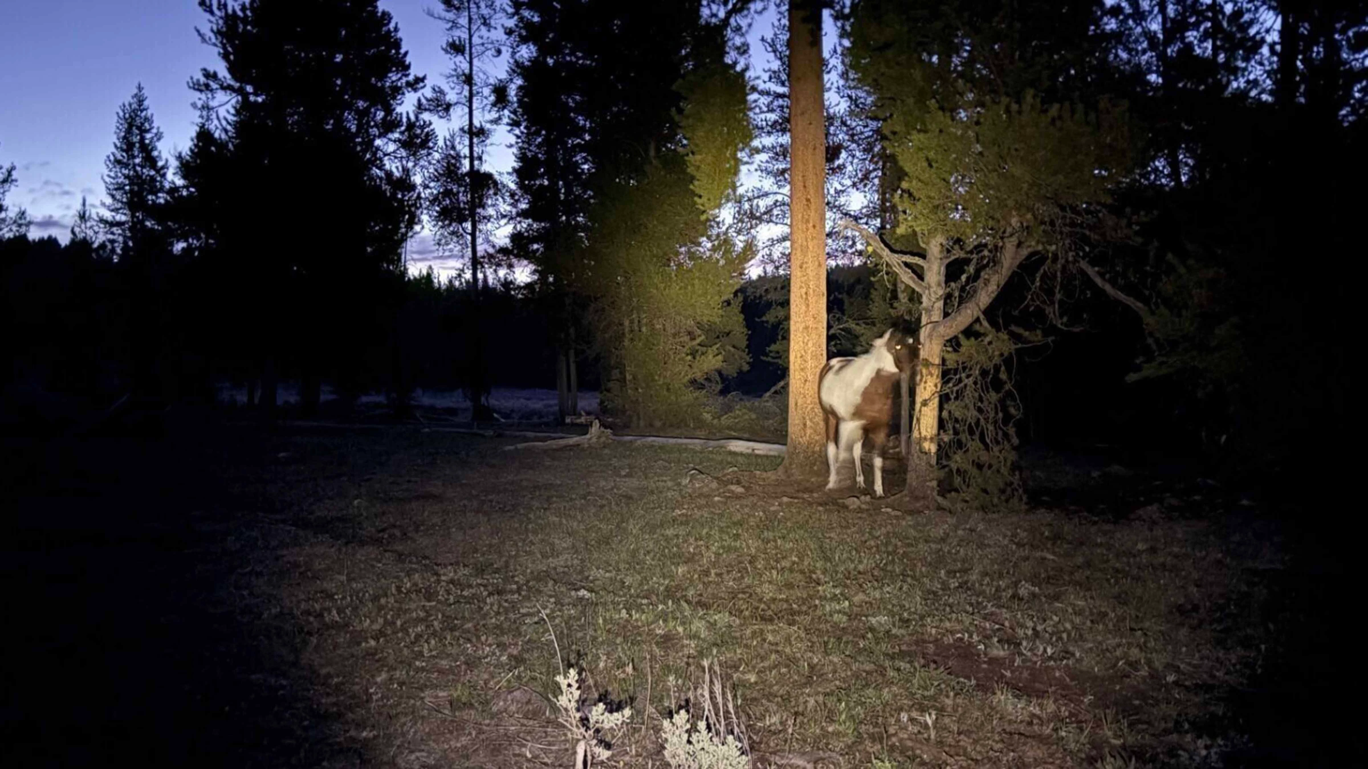 Spotlighting Cherokee on the night the horses got out