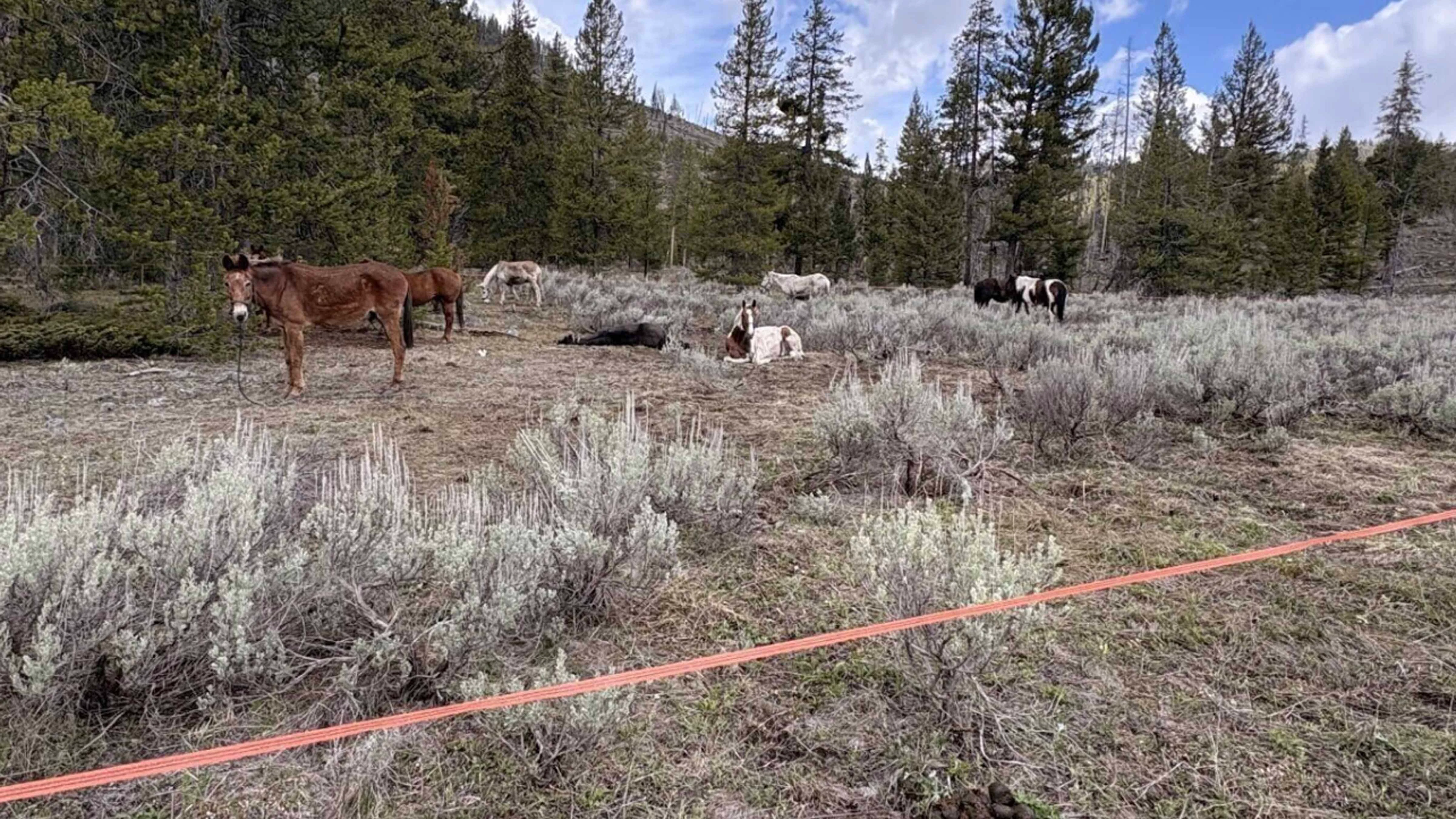 Horses 5 5 26 26