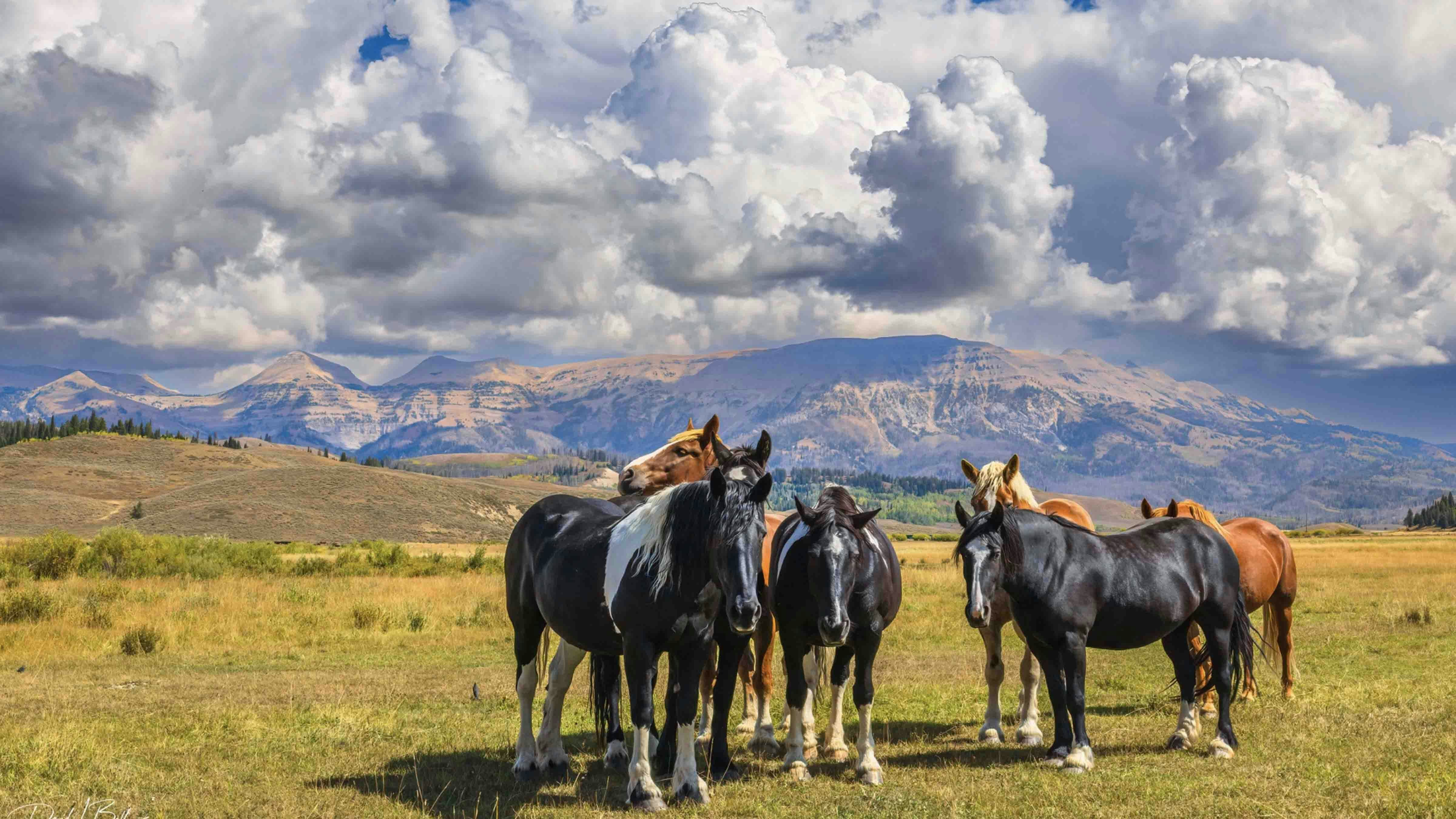 Horses at Little Jennie Ranch below the Sawtooth in Bondurant