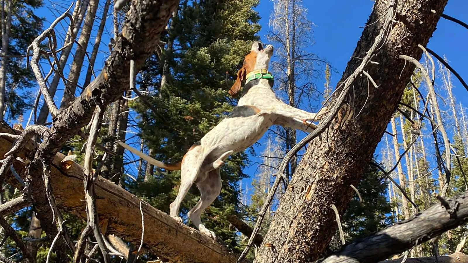 Hunters worry that the wording of the Greyhound Protection Act inserted into the U.S. House Farm Bill could lead to bans on training hunting dogs.