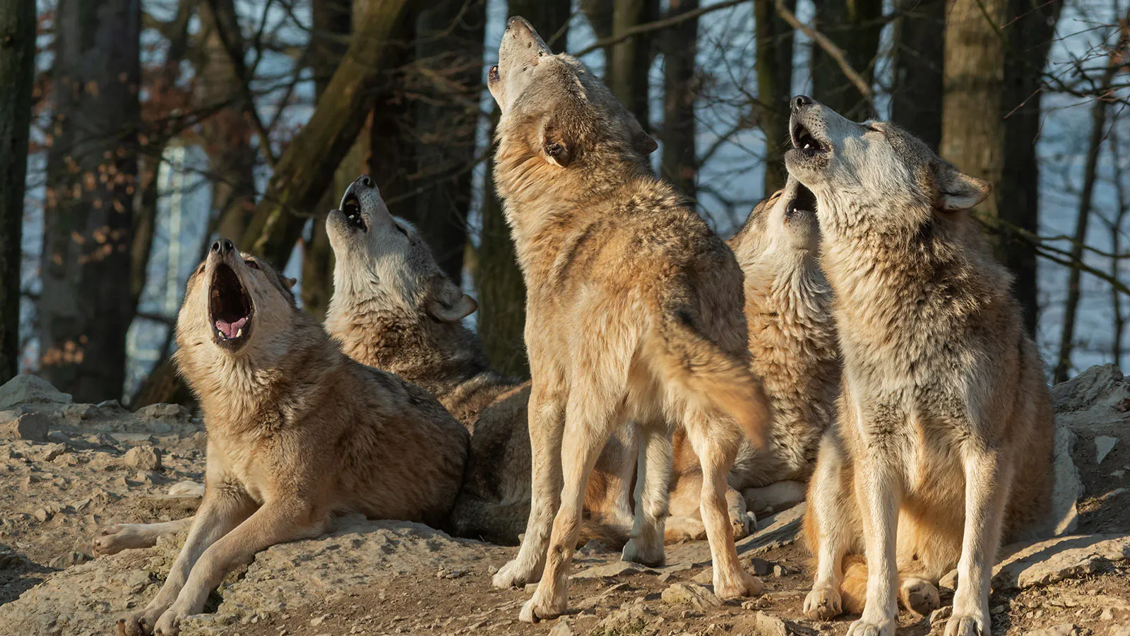 With northwest Wyoming’s wolf population is at a 20-year low, the state Game and Fish Commission has cut the wolf hunt limits by more than half. Some advocates say that’s not enough, arguing to suspend hunting wolves altogether.